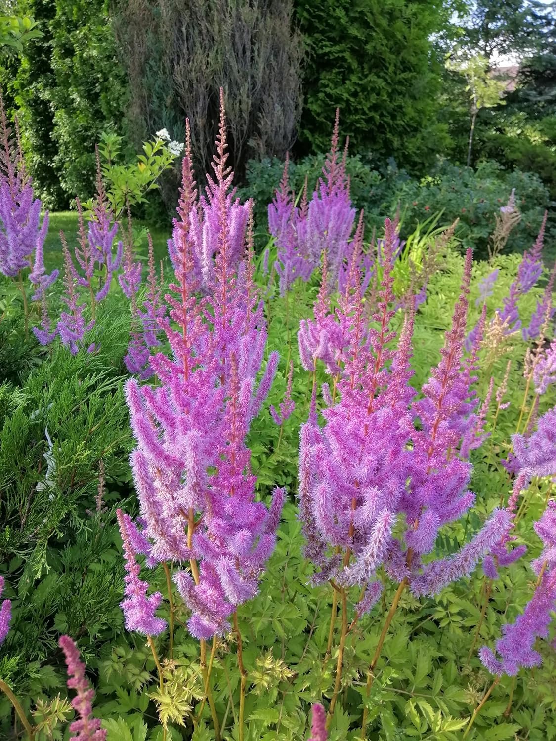 Kleine Astilbe chinensis pumila, auch Zwerg Prachtspiere, als Staude mit zarten Blüten in einem Gartenbeet, von Stauden Gänge.