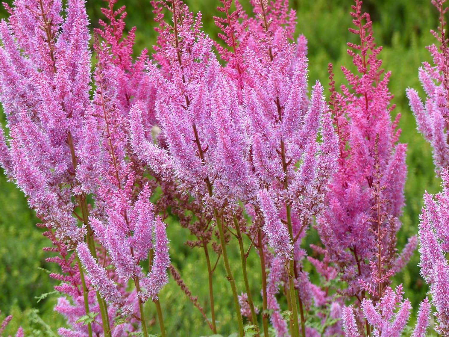 Astilbe chinensis pumila / Zwerg Prachtspiere - Stauden Gaenge