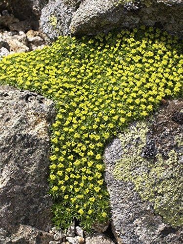 Azorella trifurcata, eine Staude von Stauden Gänge, mit grünen, buschigen Blättern, ideal für alpine Gärten.