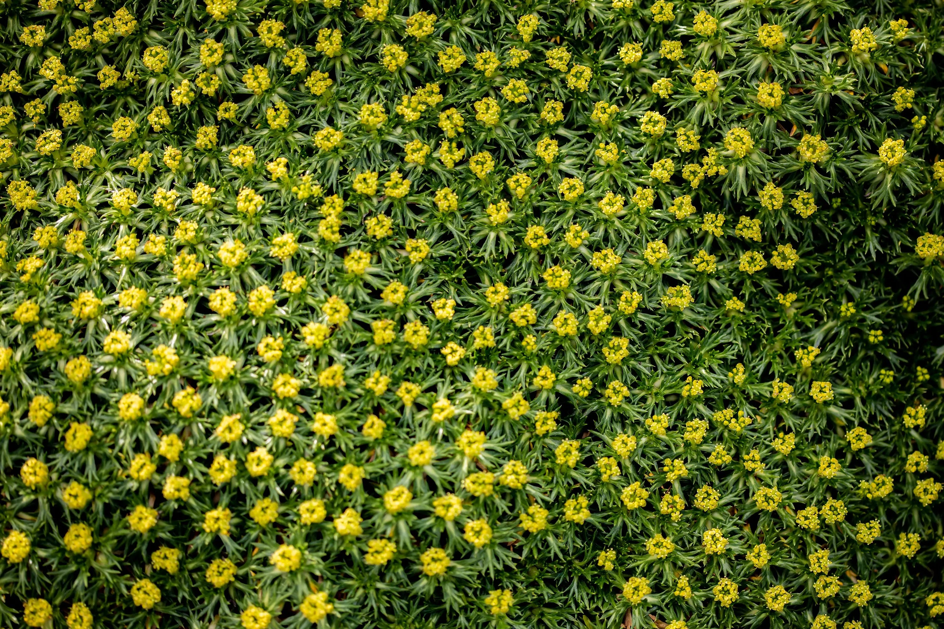 Azorella trifurcata ’Nana’ – Andenpolster Staude mit kompakter, grüner Wuchsform, von Stauden Gänge, Nahaufnahme der Pflanze