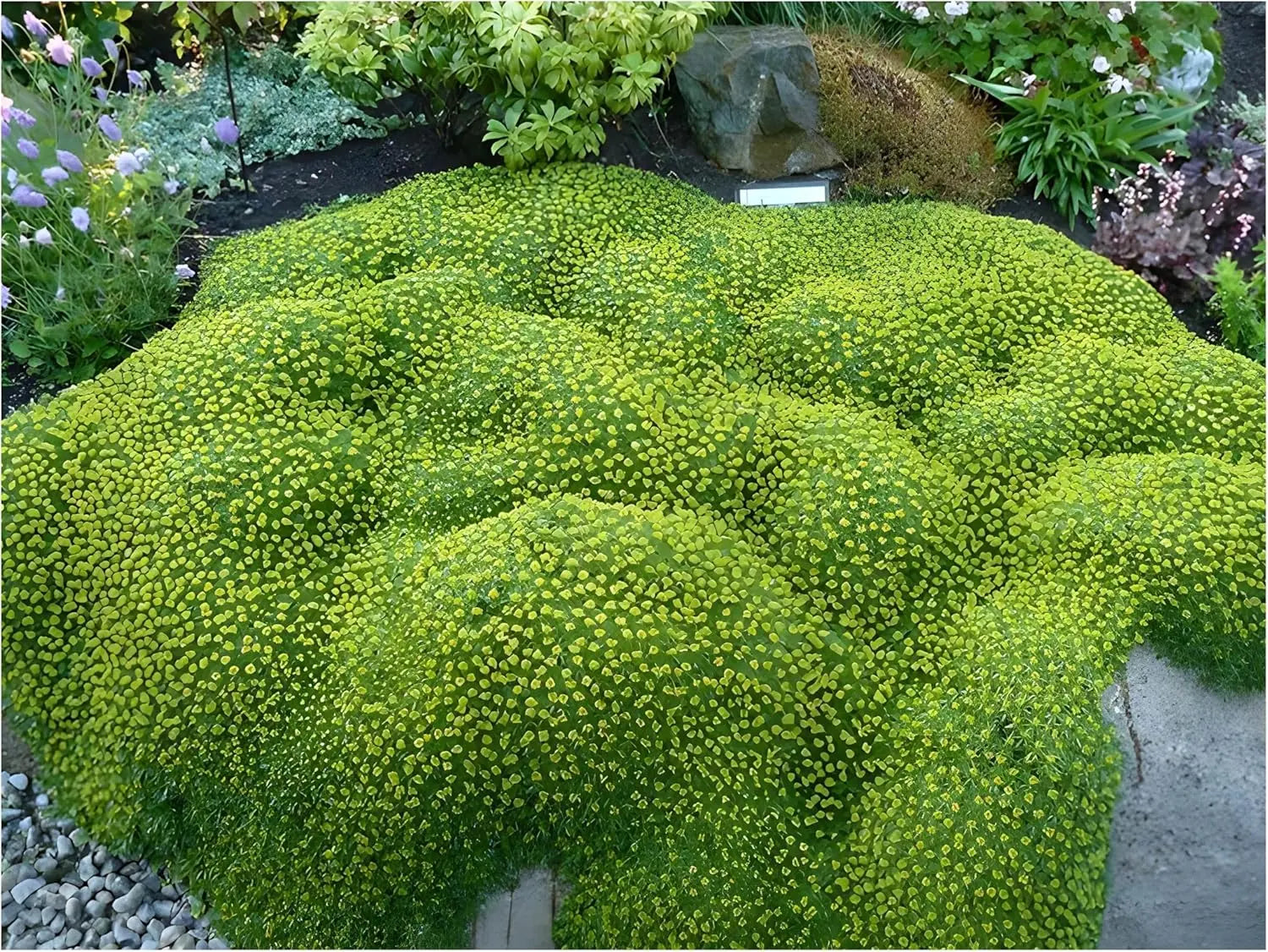 Nahaufnahme der Staude Azorella trifurcata ’Nana’ (Andenpolster) von Stauden Gänge, mit grünen, buschigen Blättern.