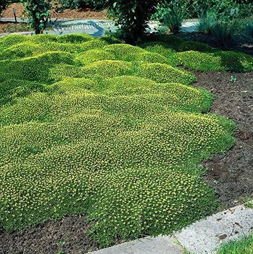 Azorella trifurcata ’Nana’ / Andenpolster, Staude von Stauden Gänge, grüne, kompakte Pflanze mit kleinen Blättern, bodenbedeckend