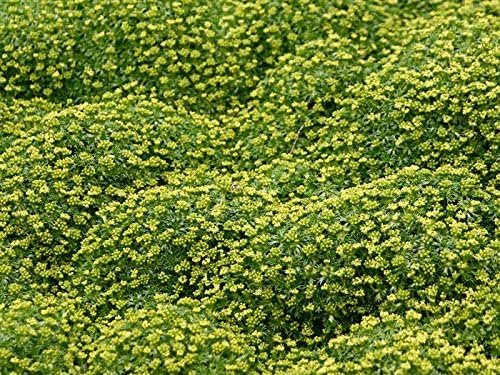 Azorella trifurcata ’Nana’ - Andenpolster Staude, grüne, kompakte Pflanze mit kleinen Blättern, im Garten.