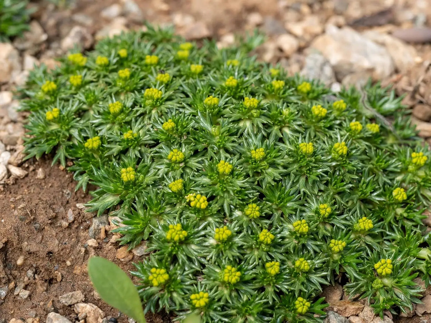 Bunte Azorella trifurcata ’Nana’ / Andenpolster Staude von Stauden Gänge, grüne, kompakte Pflanze mit kleinen Blättern