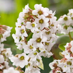 Bergenie Bergenia cordifolia 'Beach' als Staude mit grünen, herzförmigen Blättern und rosa Blüten, Stauden Gänge.