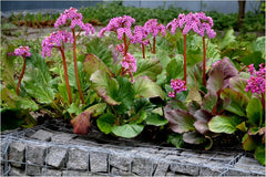 Bergenie Bergenia cordifolia 'Winterglut' Staude mit großen, winterharten grünen Blättern und rosa Blüten, Stauden Gänge