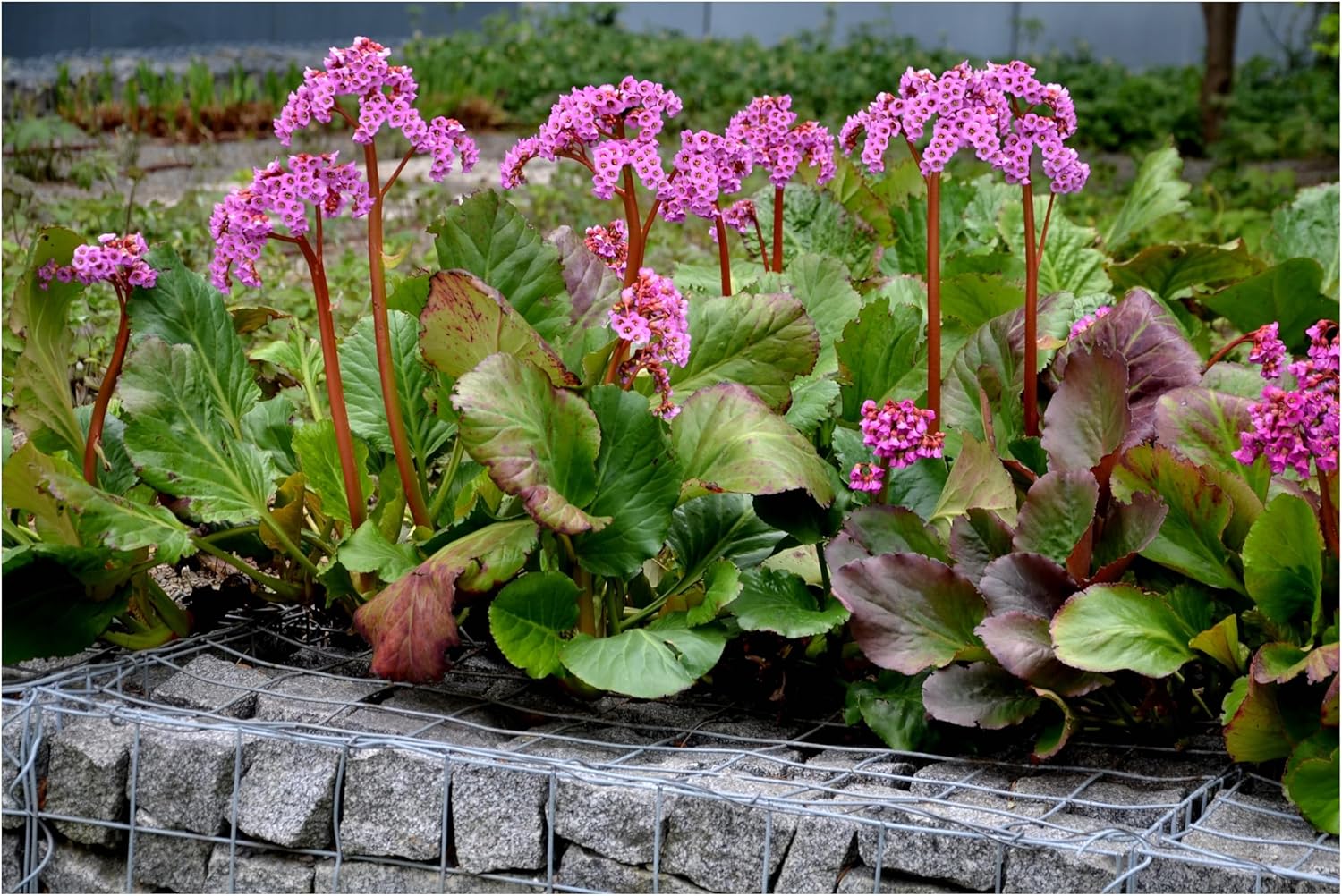 Bergenia cordifolia 'Winterglut‘ / Bergenie - Stauden Gaenge