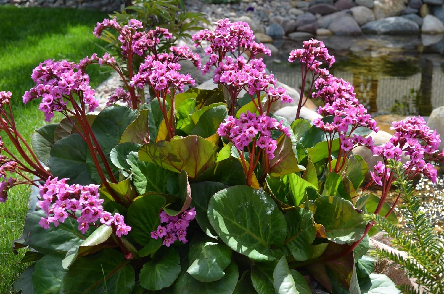 Bergenia cordifolia 'Winterglut‘ / Bergenie - Stauden Gaenge