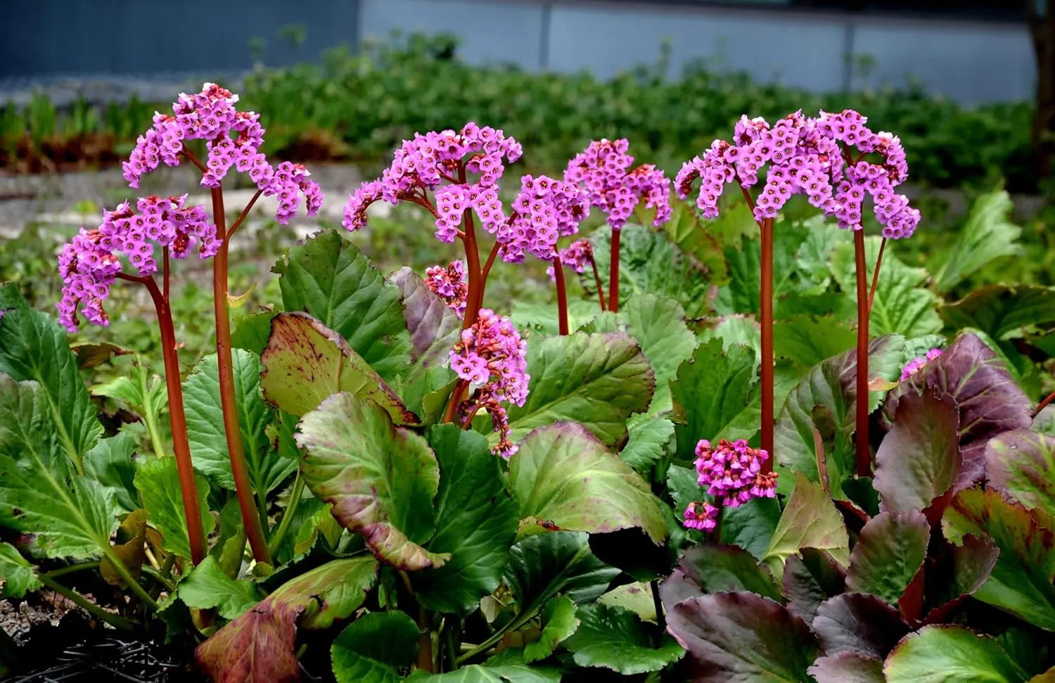 Bergenie Bergenia cordifolia 'Winterglut' Staude mit grünen Blättern und roten Blüten im Garten, Stauden Gänge.