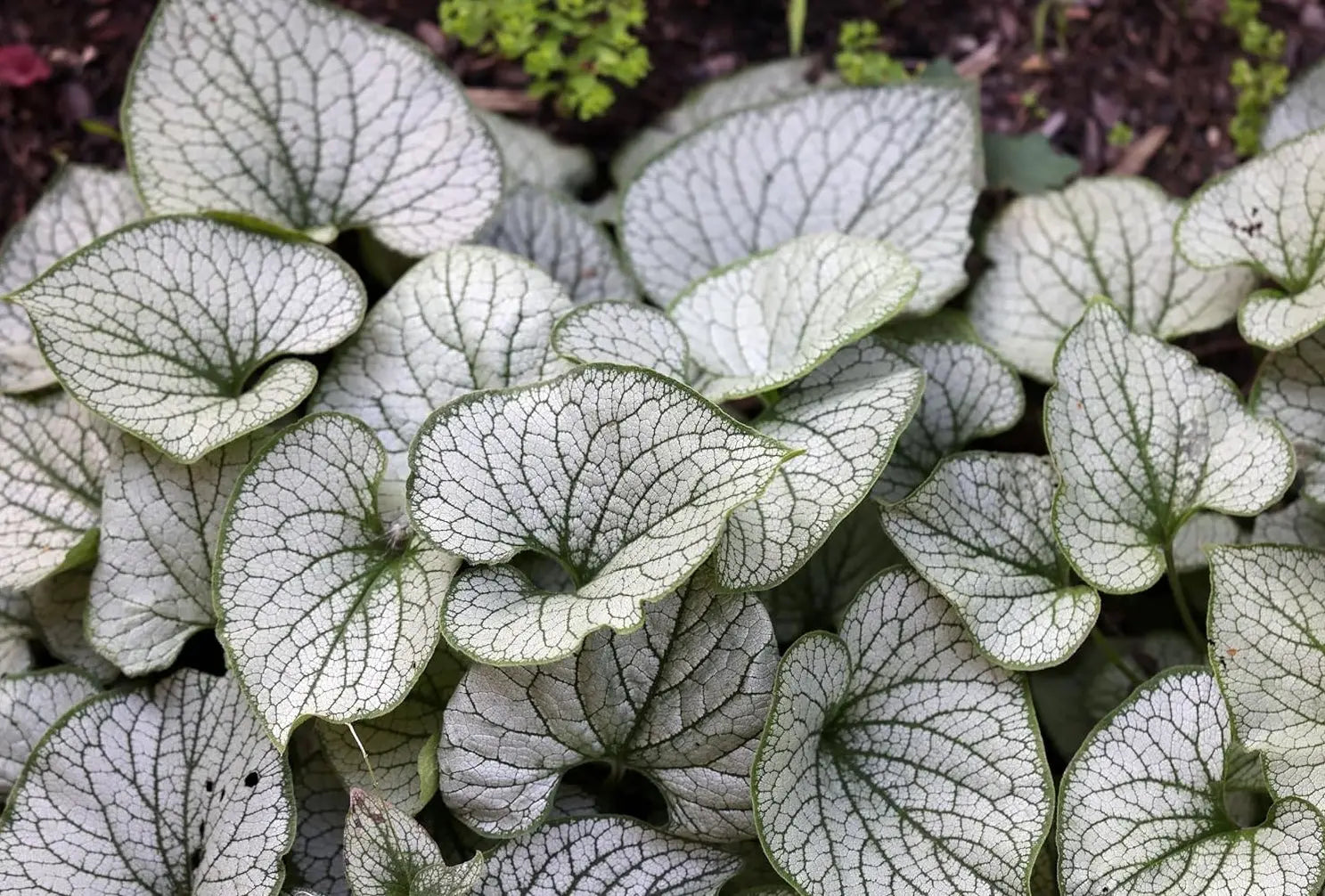 Kaukasus Vergissmeinnicht Brunnera macrophylla 'Jack Frost' Staude mit silbrigen Blättern, Stauden Gänge.