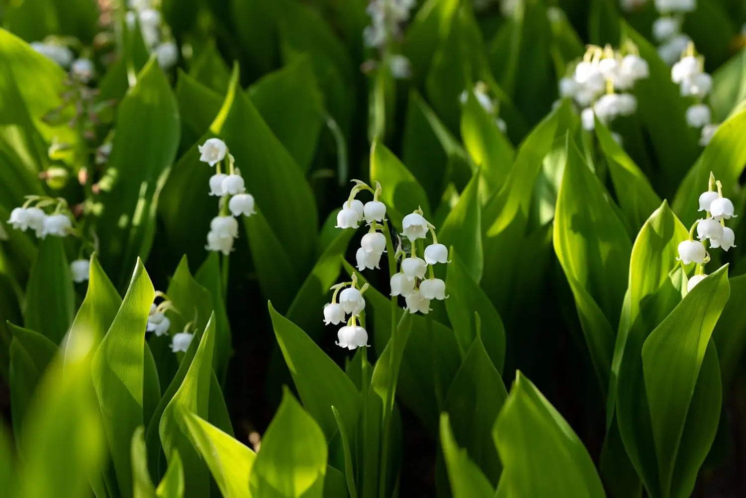 Maiglöckchen Staude von Stauden Gänge, weiße Blüten und grüne Blätter, Frühlingsblume in Garten- oder Staudenbeet