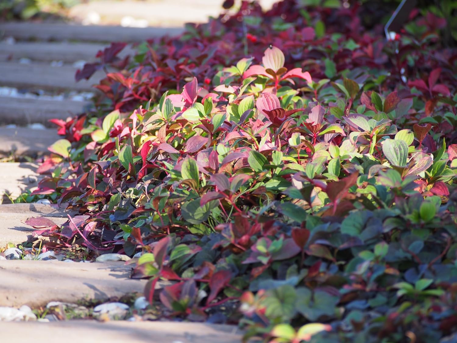 Grüne Cornus canadensis Staude, Teppich-Hartriegel, mit kleinen Blättern, wächst als Bodendecker, von Stauden Gänge.