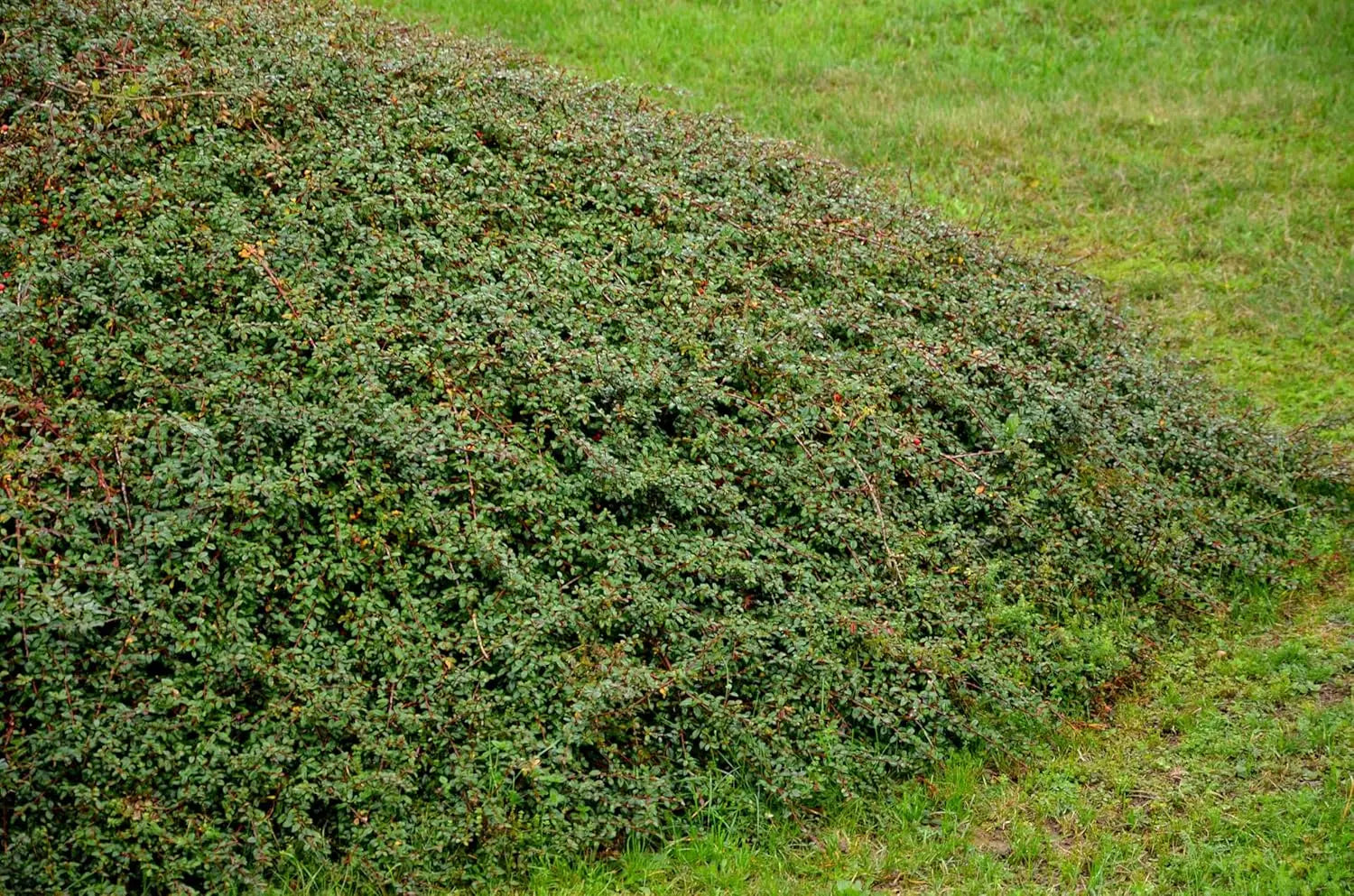 Staudengehölz Cotoneaster dammeri 'Coral Beauty' von Stauden Gänge, bodendeckende Teppichmispel mit roten Beeren