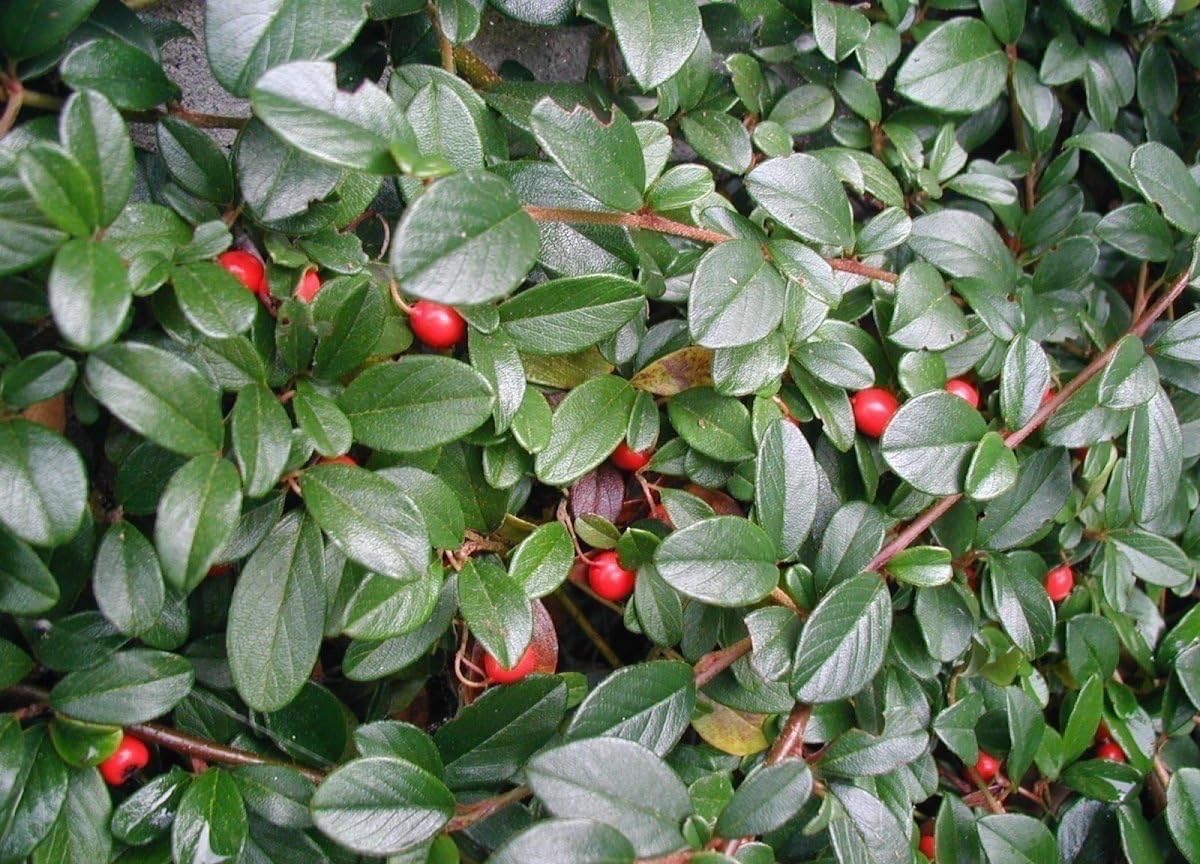 Cotoneaster dammeri 'Radicans', Teppichmispel Staude, grüne, bodendeckende Pflanze, bei Stauden Gänge.