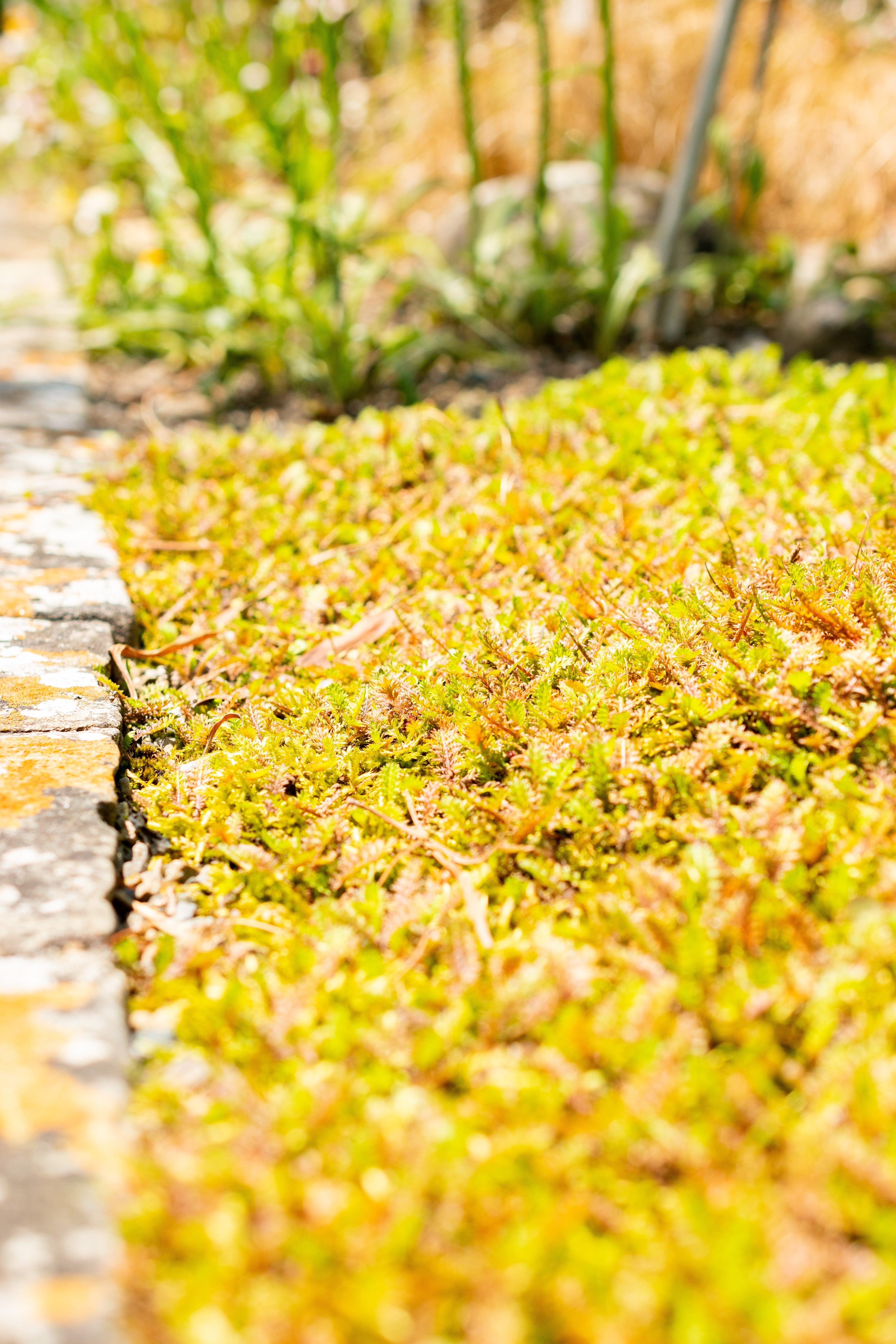 Cotula / Leptinella squalida / Fiederpolster - Stauden Gaenge