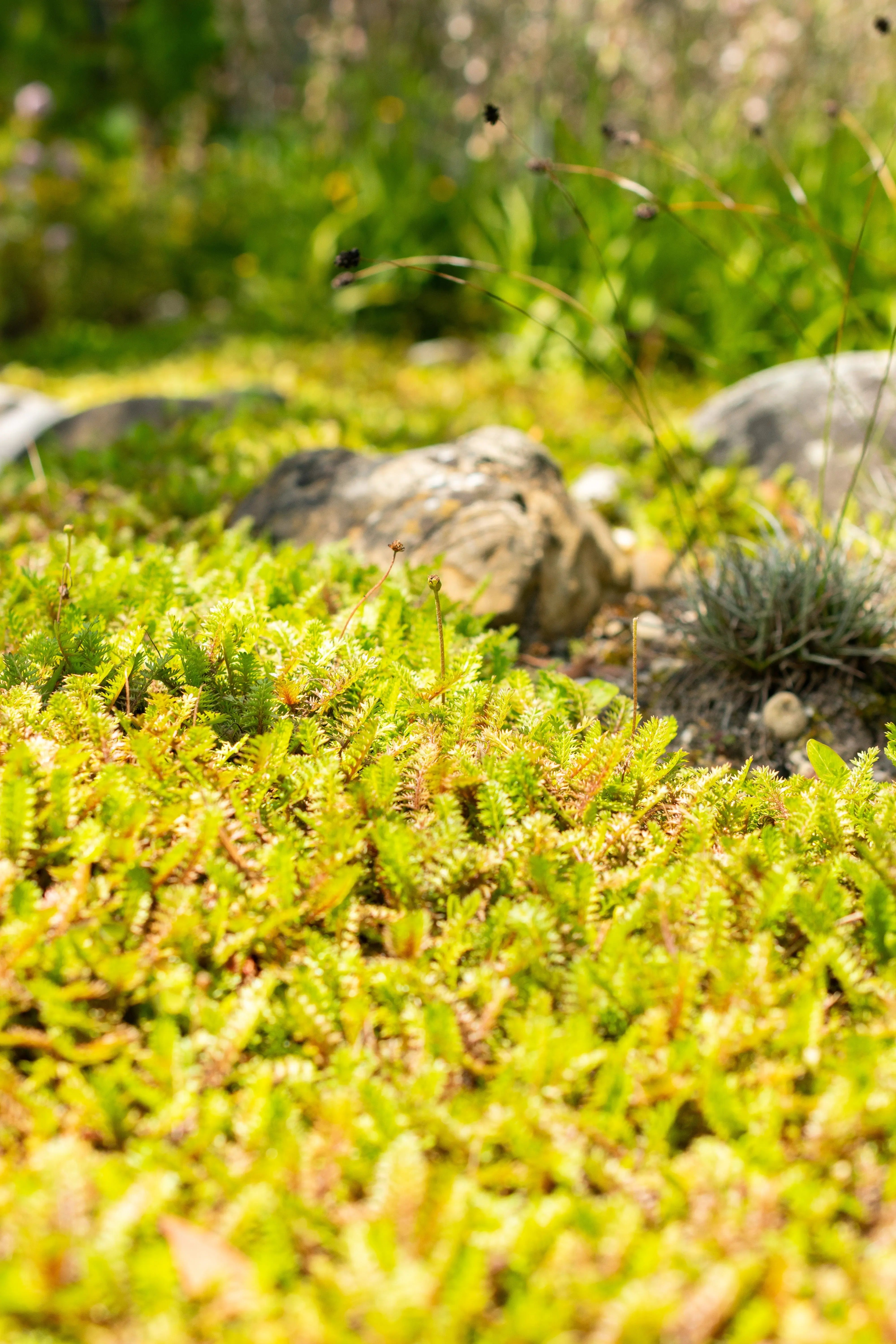 Fiederpolster (Cotula / Leptinella squalida) Staude mit zarten, fiederspaltigen Blättern, gedeiht als Bodendecker.