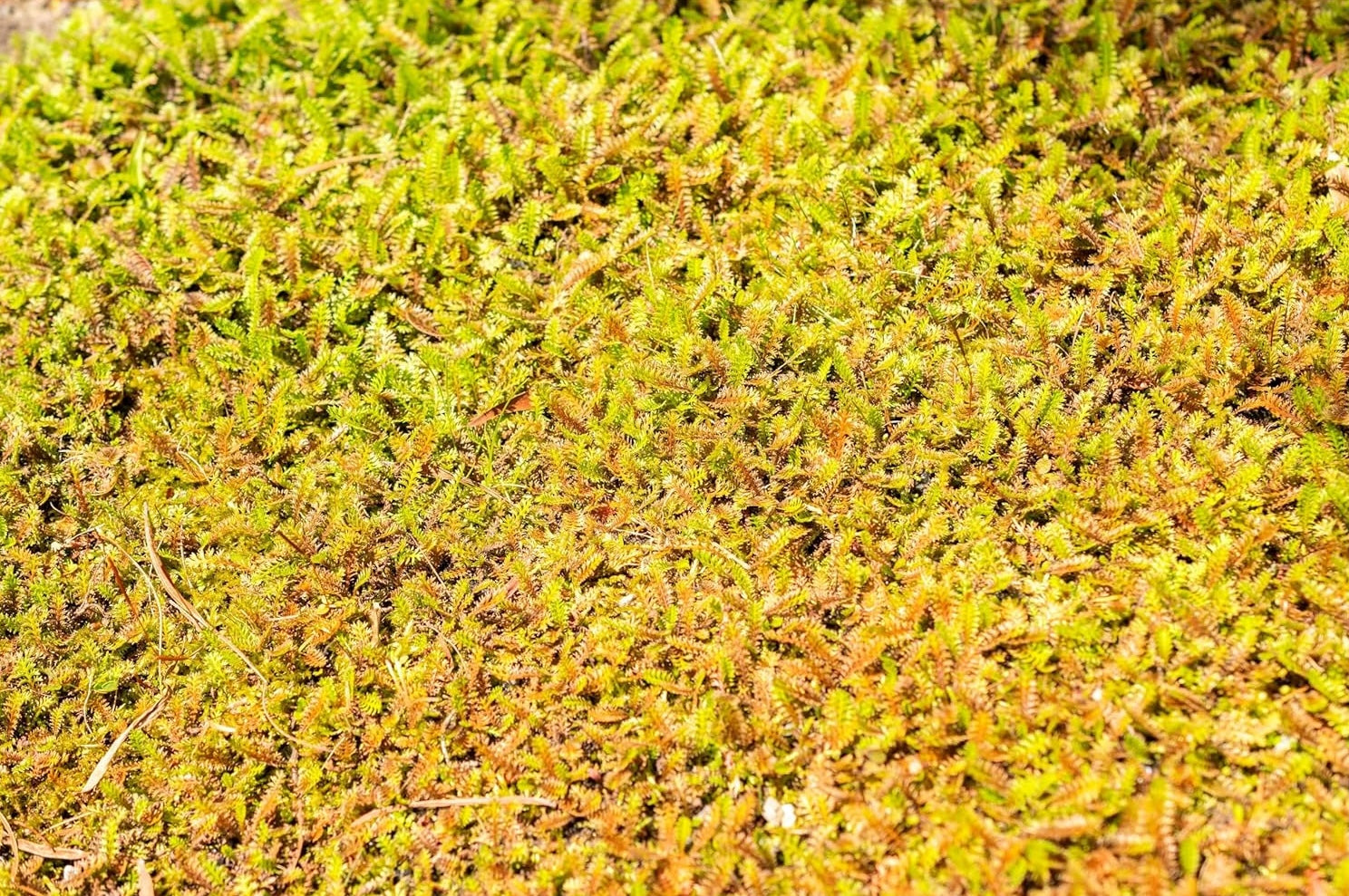 Cotula / Leptinella squalida / Fiederpolster - Stauden Gaenge