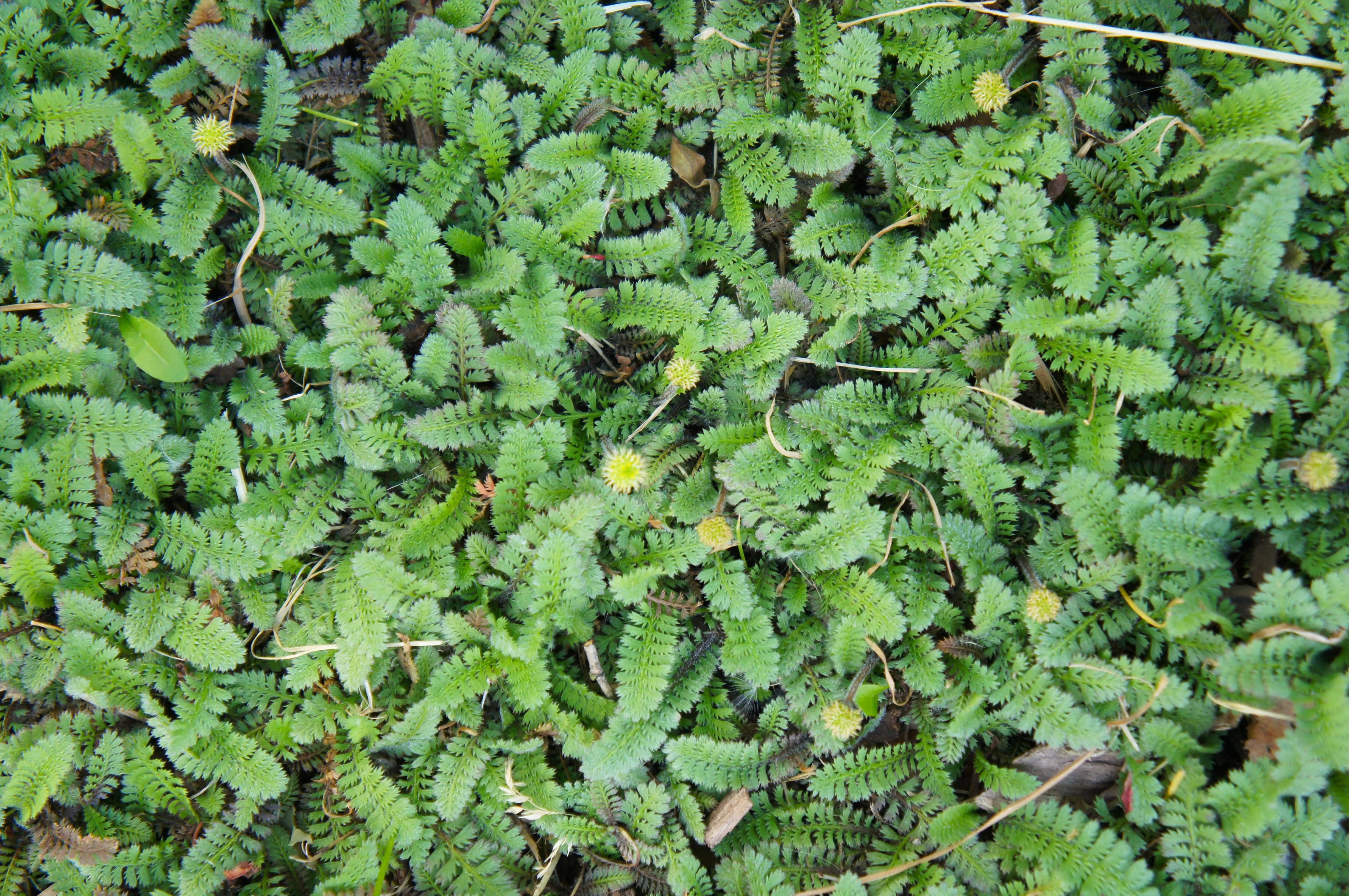 Fiederpolster Cotula / Leptinella squalida, Staude von Stauden Gänge, grüne bodendeckende Pflanze mit kleinen Blättern