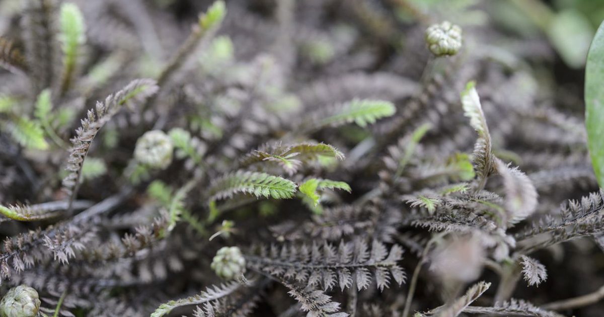 Cotula / Leptinella squalida 'Platts Back'/ Fiederpolster - Stauden Gaenge