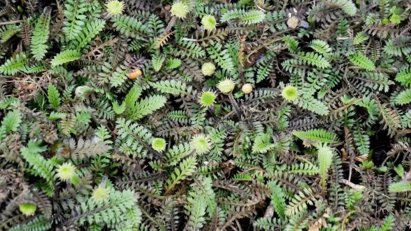Fiederpolster Cotula / Leptinella squalida 'Platts Back' Staude, grüne, federartige Blätter, wächst als Bodendecker