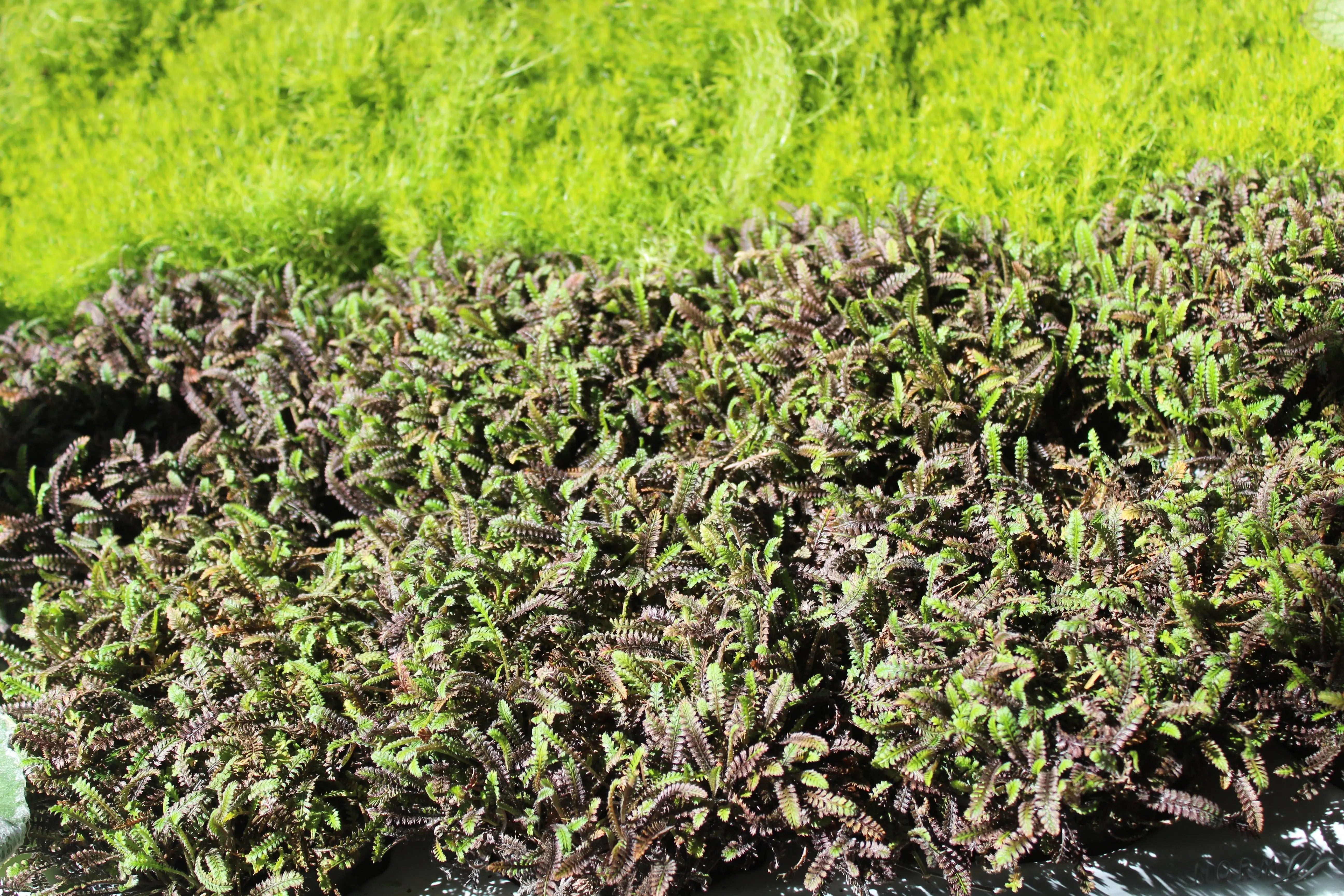 Fiederpolster Cotula / Leptinella squalida 'Platts Back' Staude, grüne, fiedrige Blätter, im Garten bei Stauden Gänge.