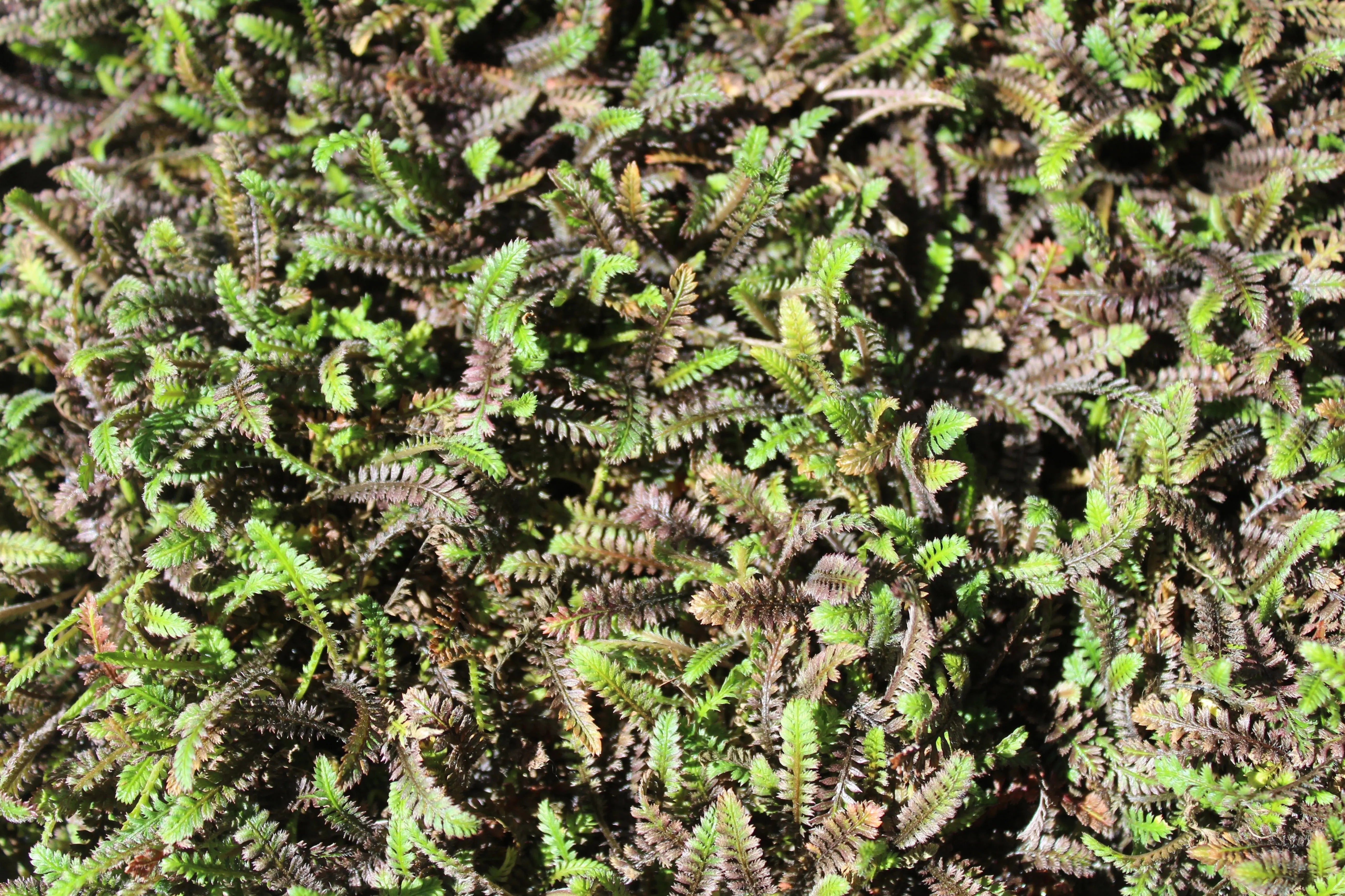 Fiederpolster Cotula / Leptinella squalida 'Platts Back' als Staude in einem Garten, grüne, zarte Blätter, natürliche Pflanze von Stauden Gänge