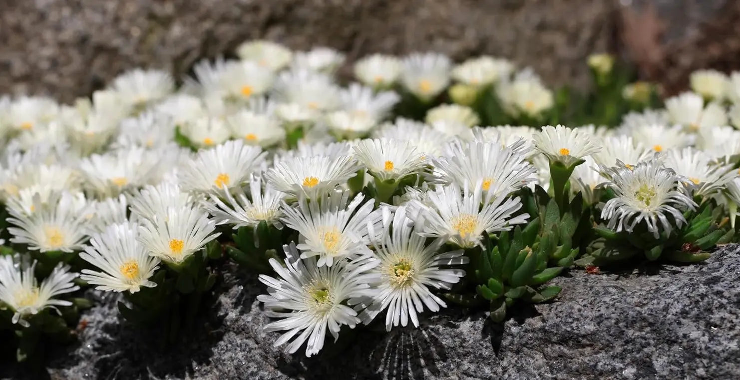 Delosperma cultorum 'Jewel of Desert Moonstone' Mittagsblume, Staude mit rosa Blüten und dicken, fleischigen Blättern, Stauden Gänge