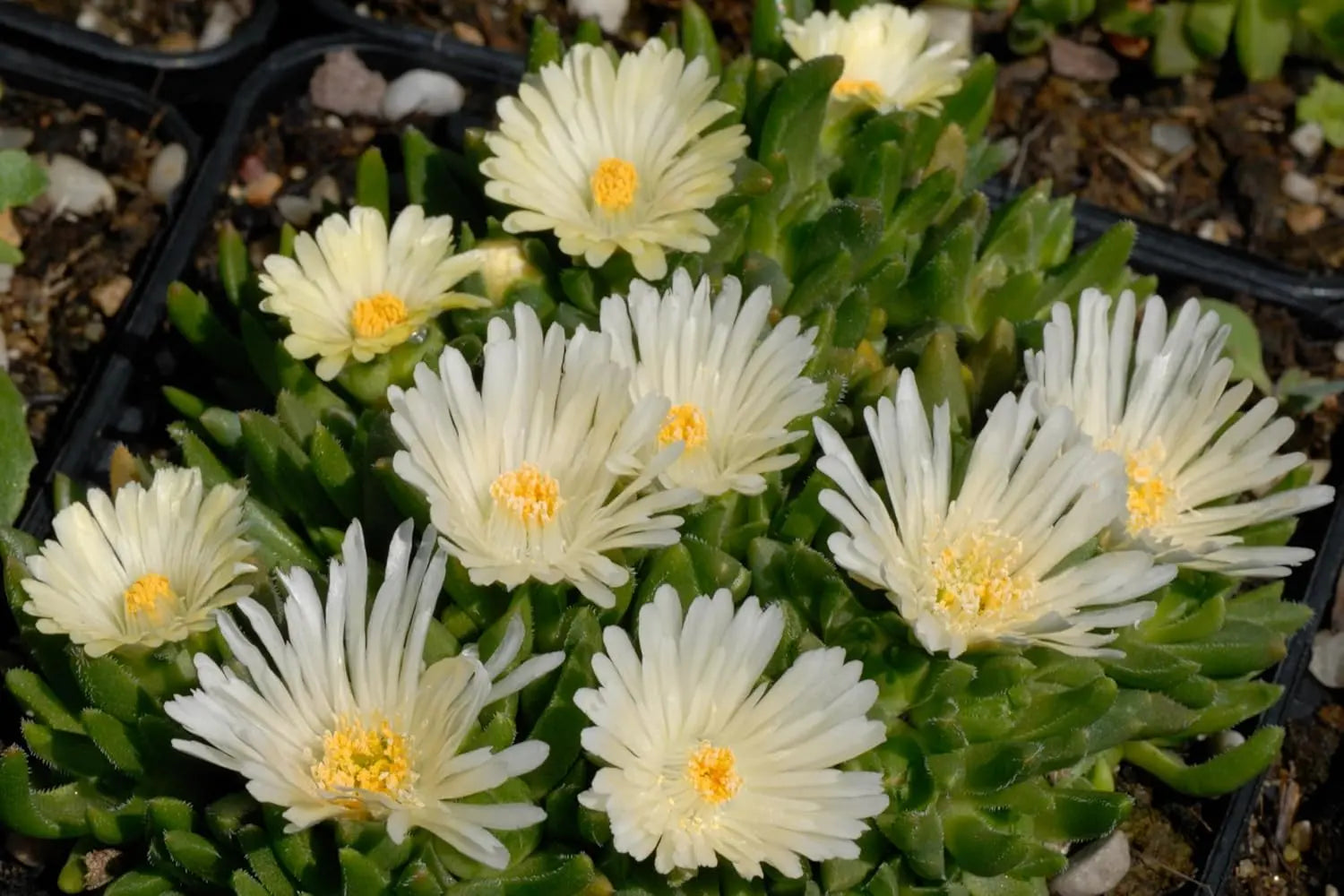 Mittagsblume Delosperma cultorum 'Jewel of Desert Moonstone' in blühender Staude, grüne Blätter und bunte Blüten.