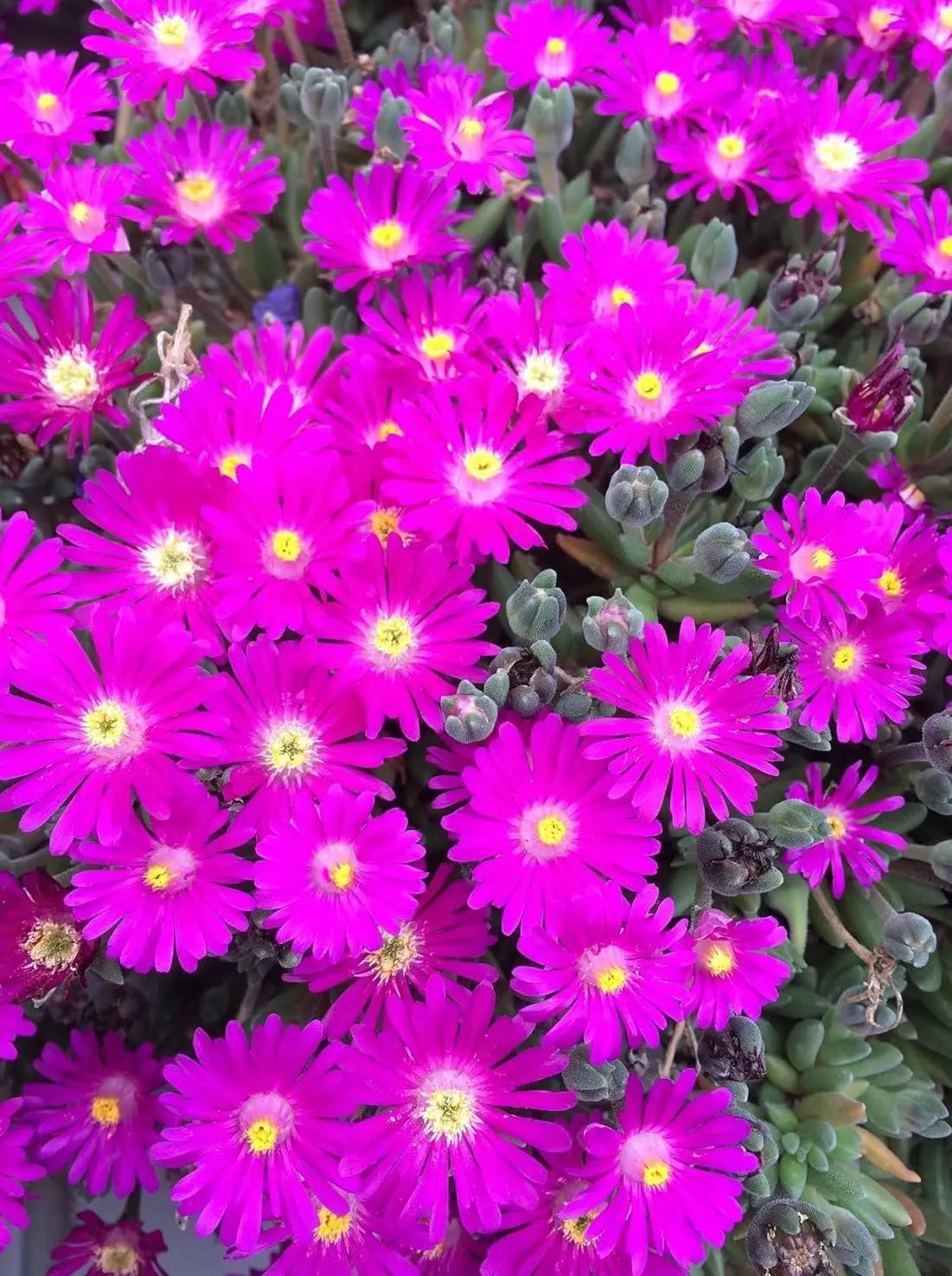 Delosperma cultorum 'Jewel of Desert Opal' Mittagsblume Staude, blühend mit rosa und weißen Blüten, im Garten.