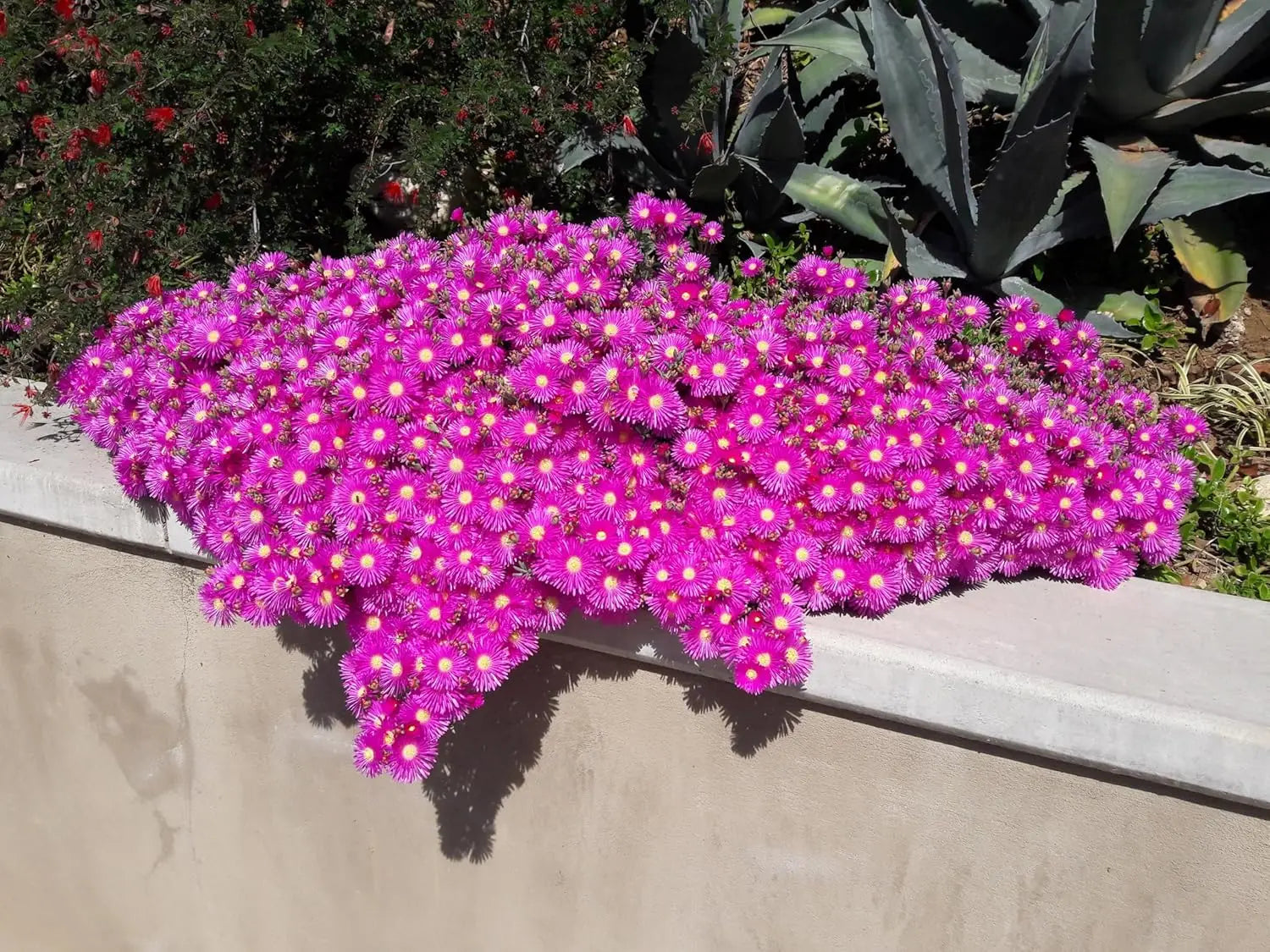 Mittagsblume Delosperma cultorum 'Jewel of Desert Opal' Staude, blühende Pflanze mit rosa Blüten, von Stauden Gänge.