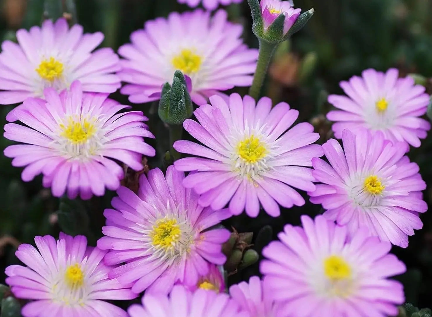 Delosperma cultorum 'Jewel of Desert Rosequartz' Mittagsblume, grüne Staude mit rosa Blüten, im Garten.