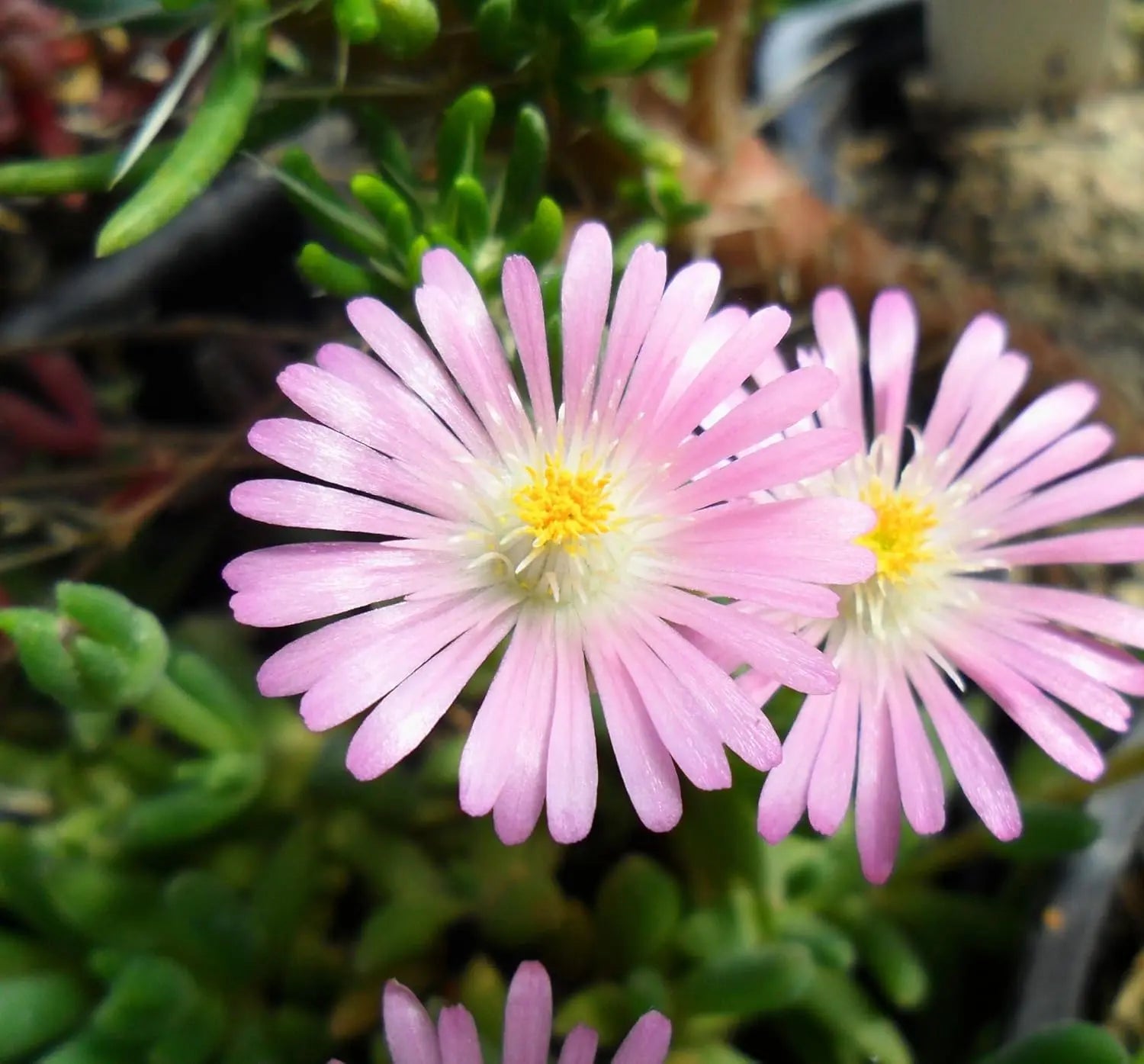 Delosperma cultorum 'Jewel of Desert Rosequartz' Mittagsblume, Staude mit rosa Blüten, im Garten.