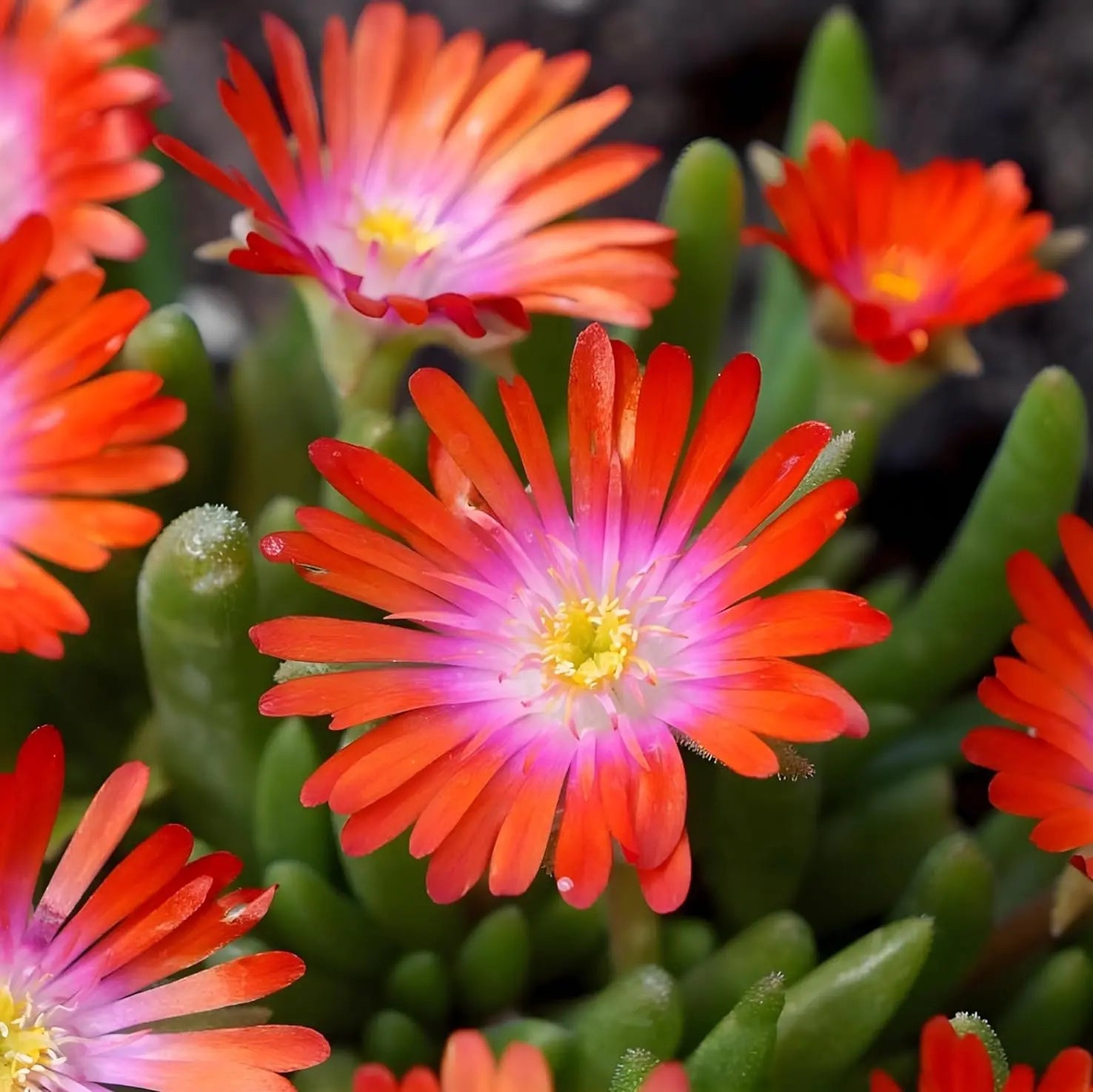 Delosperma cultorum 'Jewel of Desert Sunstone' Mittagsblume Staude, gelbe Blüten, robuste Pflanze, im Garten.