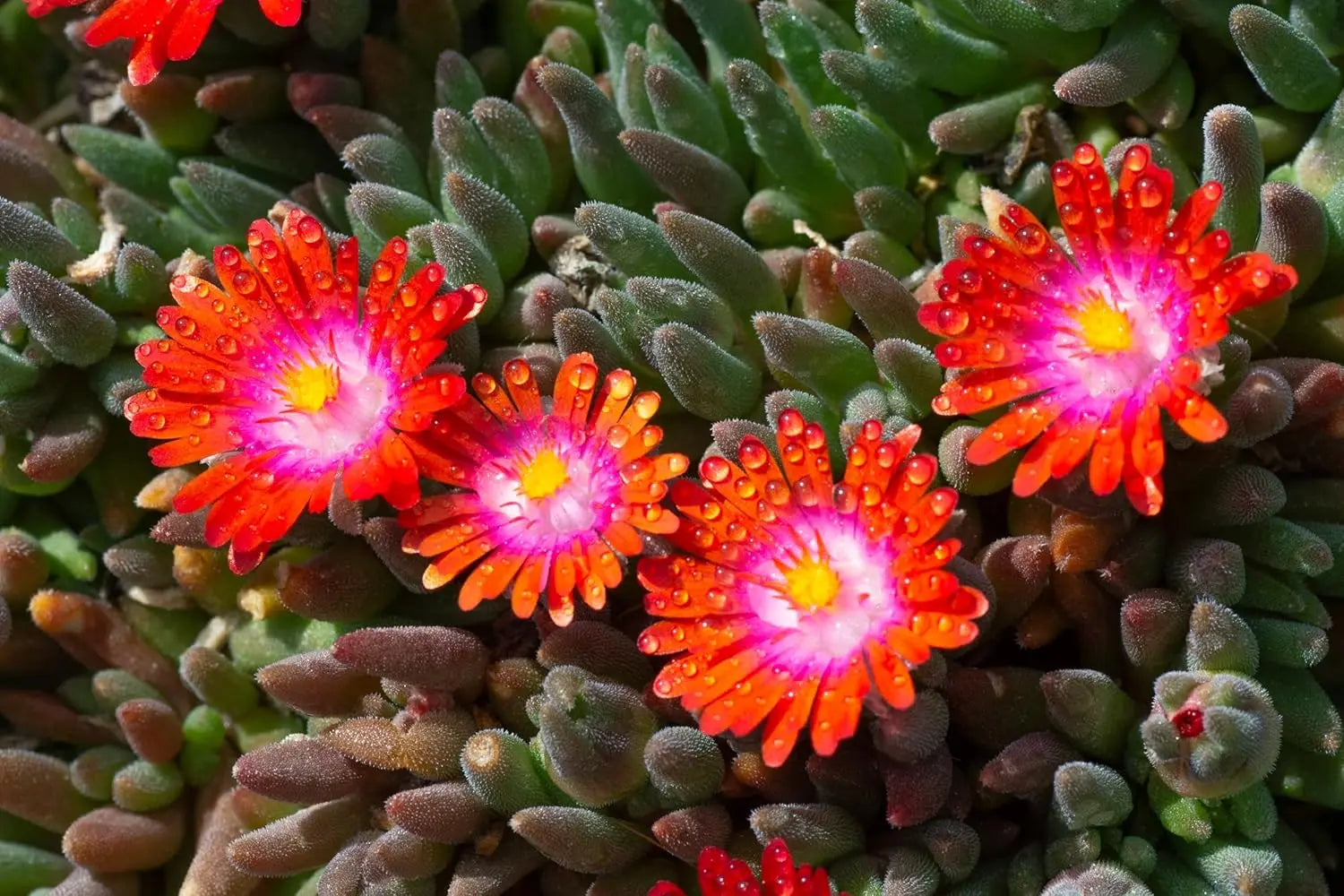 Delosperma cultorum 'Jewel of Desert Sunstone' Staude mit bunten Blüten, im Garten stehend, von Stauden Gänge.