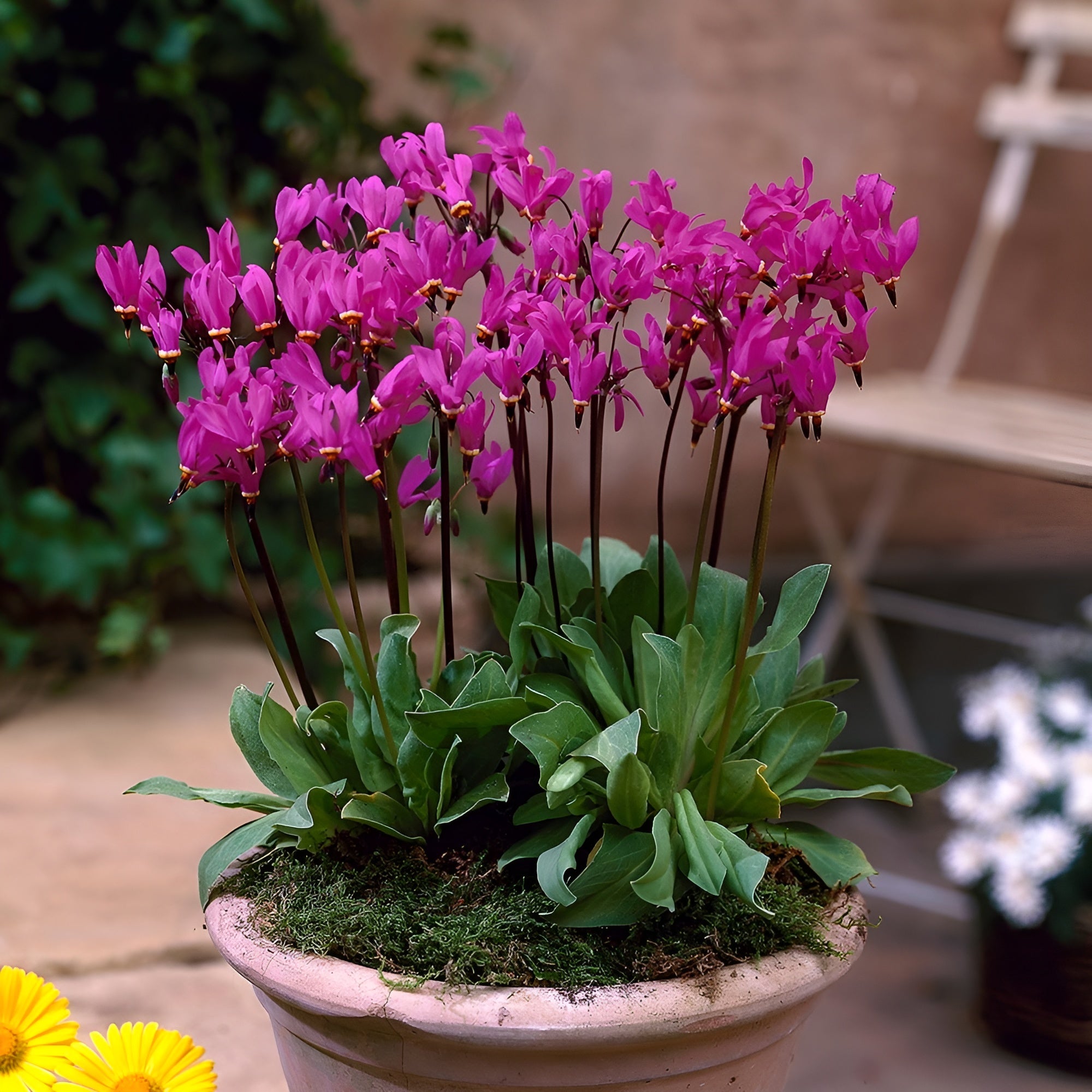 Dodecatheon meadia / Götterblume - Stauden Gaenge