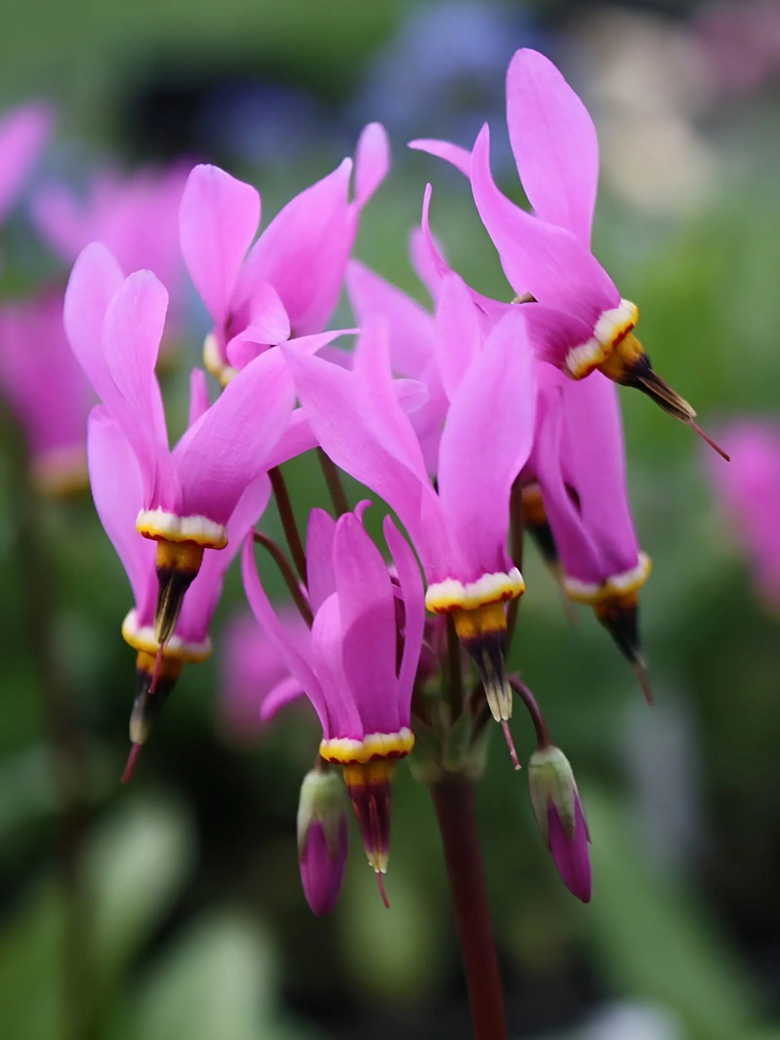 Bunte Götterblume (Dodecatheon meadia) Staude mit weißen und rosa Blüten, wächst in einem Garten, von Stauden Gänge.