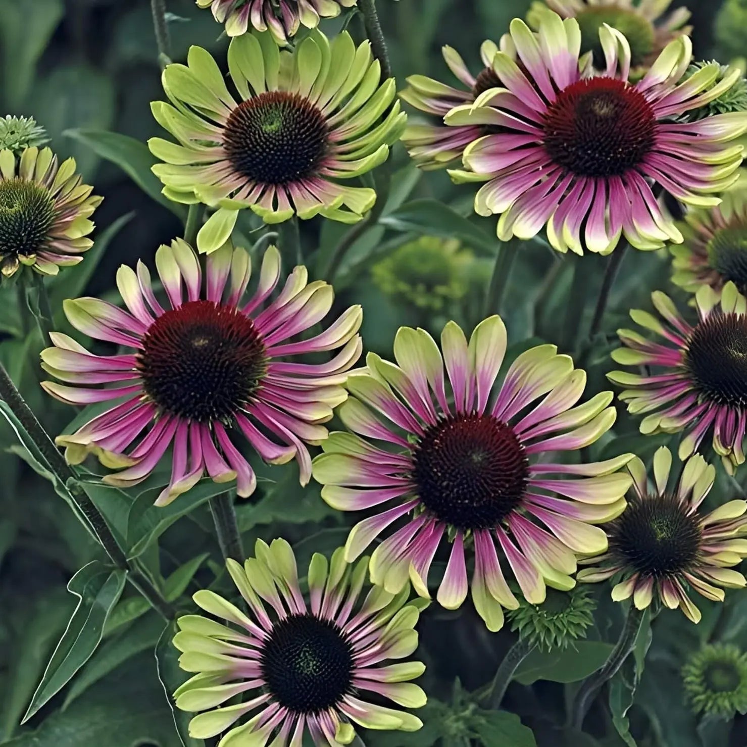 Bunt blühende Echinacea purpurea 'Green Twister' Staude mit grünen Blüten, Stauden Gänge, detailreiche Nahaufnahme