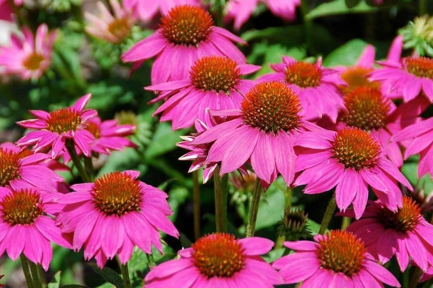 Echinacea purpurea 'PowWow Wild Berry' / Scheinsonnenhut - Stauden Gaenge
