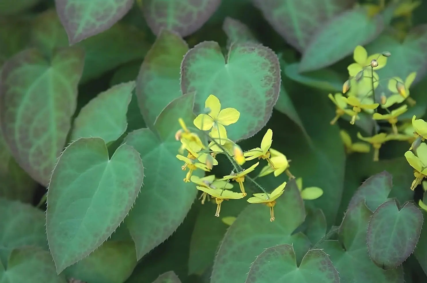 Epimedium perralchicum 'Frohnleiten' Elfenblume Staude, grüne Blätter und zarte Blüten, bei Stauden Gänge.