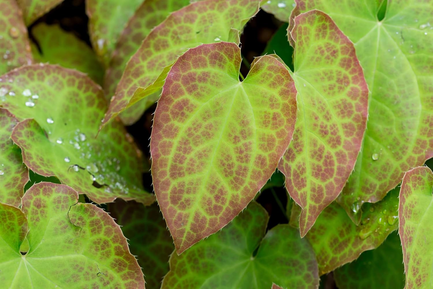 Epimedium perralchicum 'Frohnleiten', Elfenblume, Staude von Stauden Gänge mit grünen Blättern und zarten Blüten