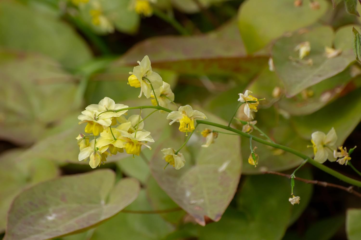 Epimedium perralchicum 'Frohnleiten', Elfenblume, Staude mit grünen Blättern und zarten Blüten, Stauden Gänge