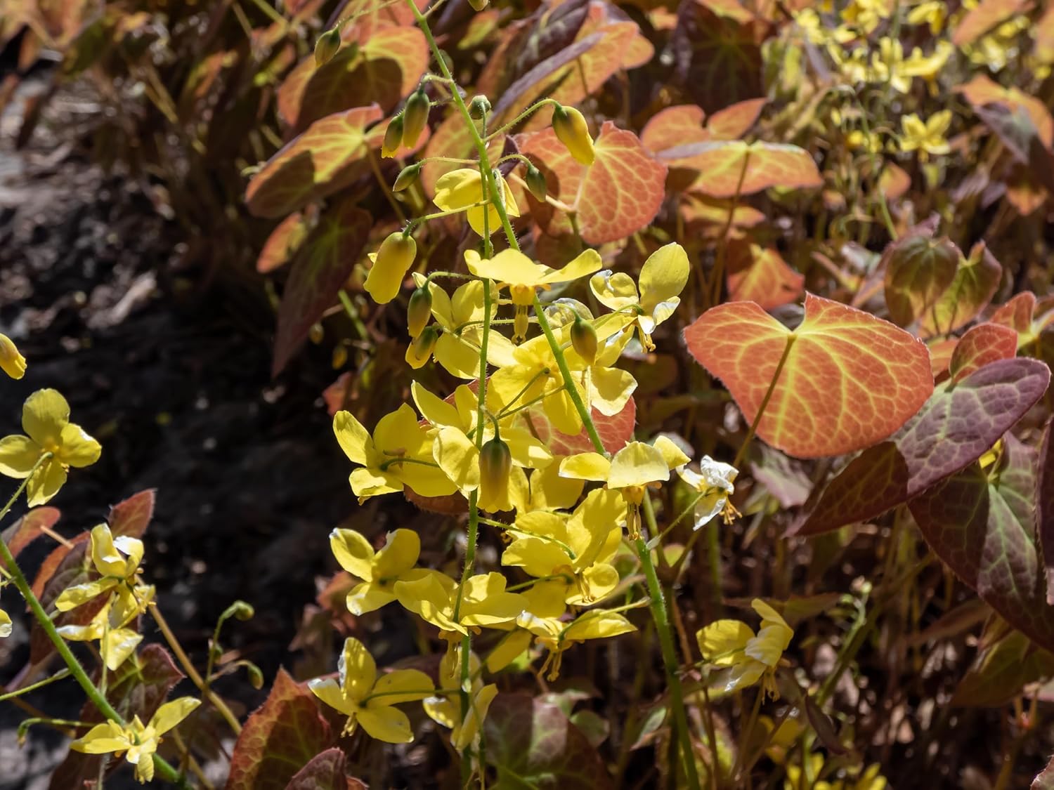 Epimedium perralchicum 'Frohnleiten' Elfenblume, grüne Staude mit zarten Blättern, gedeiht im Garten, von Stauden Gänge.