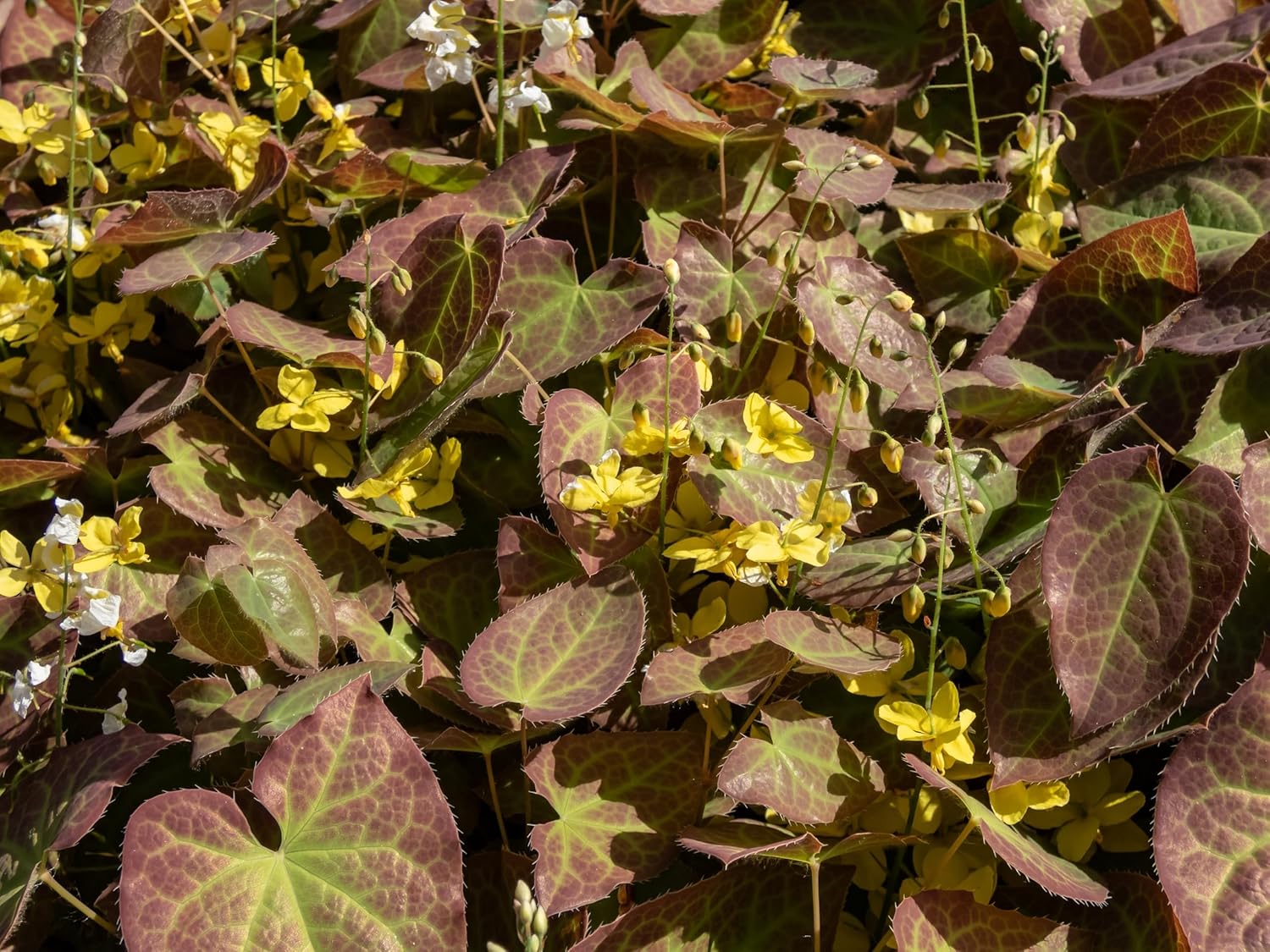 Epimedium perralchicum 'Frohnleiten', Elfenblume, Staude mit grünem Laub und zarten Blüten, Stauden Gänge