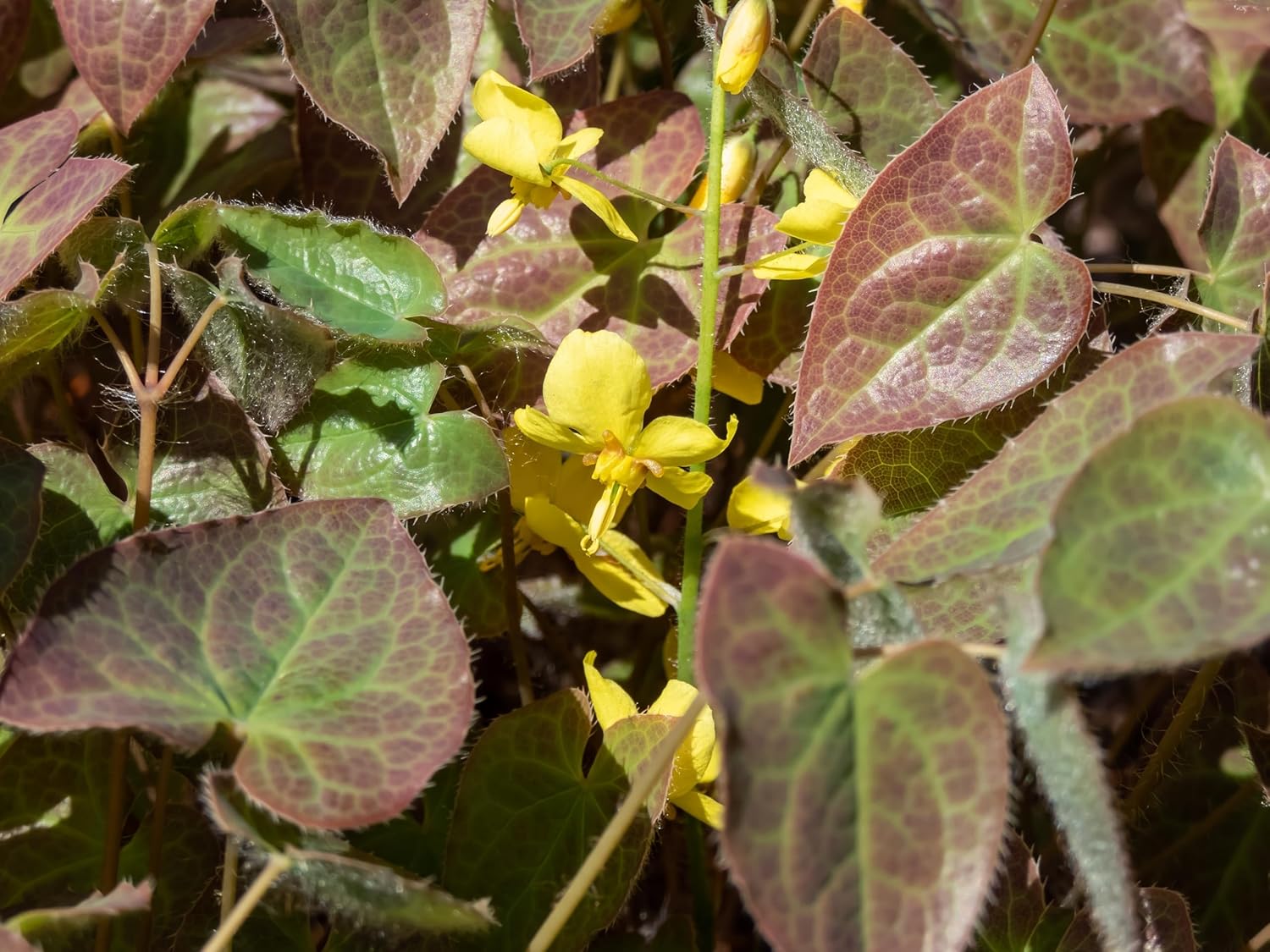 Epimedium perralchicum 'Frohnleiten' Elfenblume, eine grüne Staude mit zarten Blättern und filigranen Blüten, von Stauden Gänge.