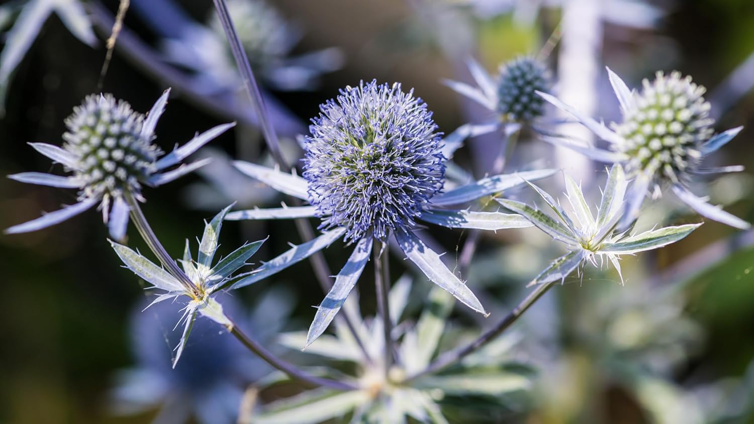Eryngium planum 'Blue Hobbit', Edelblaudistel, Staude mit silbrig-blauen Blättern und auffälligen Blütenständen, Stauden Gänge