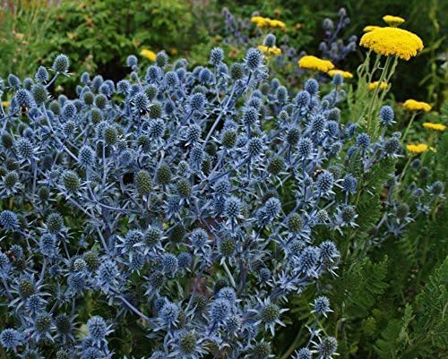 Edelblaudistel Eryngium planum 'Blue Hobbit', Staude mit blauen, silbrigen Blättern und auffälligen Blütenständen, Stauden Gänge