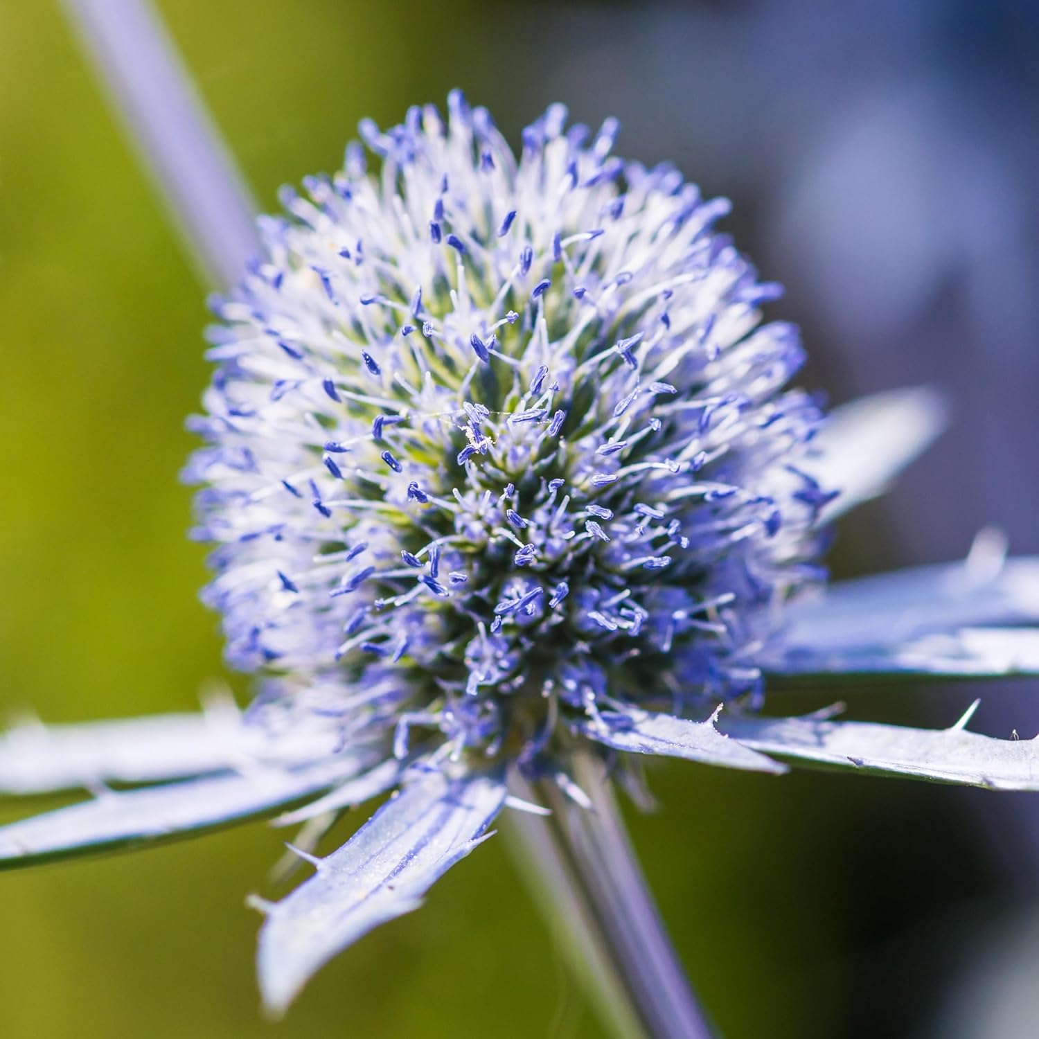Eryngium planum 'Blue Hobbit', Edelblaudistel, robuste Staude mit blaugrünen, gezackten Blättern und auffälligen blauen Blüten.