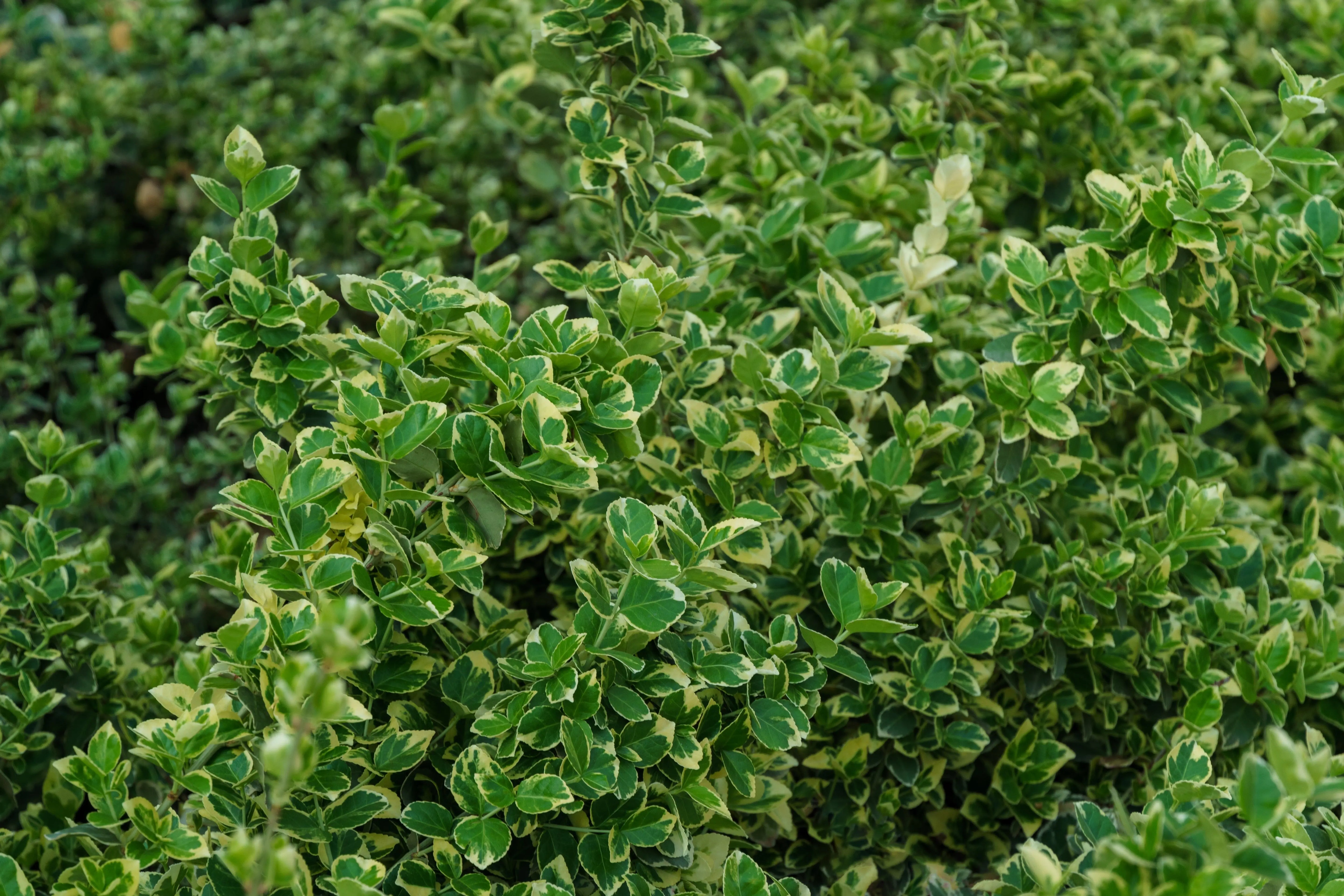 Weißbunte Kriechspindel Euonymus fortunei 'Emerald'n Gaiety' Staude, grüne Blätter mit weißen Mustern, rankende Pflanze.