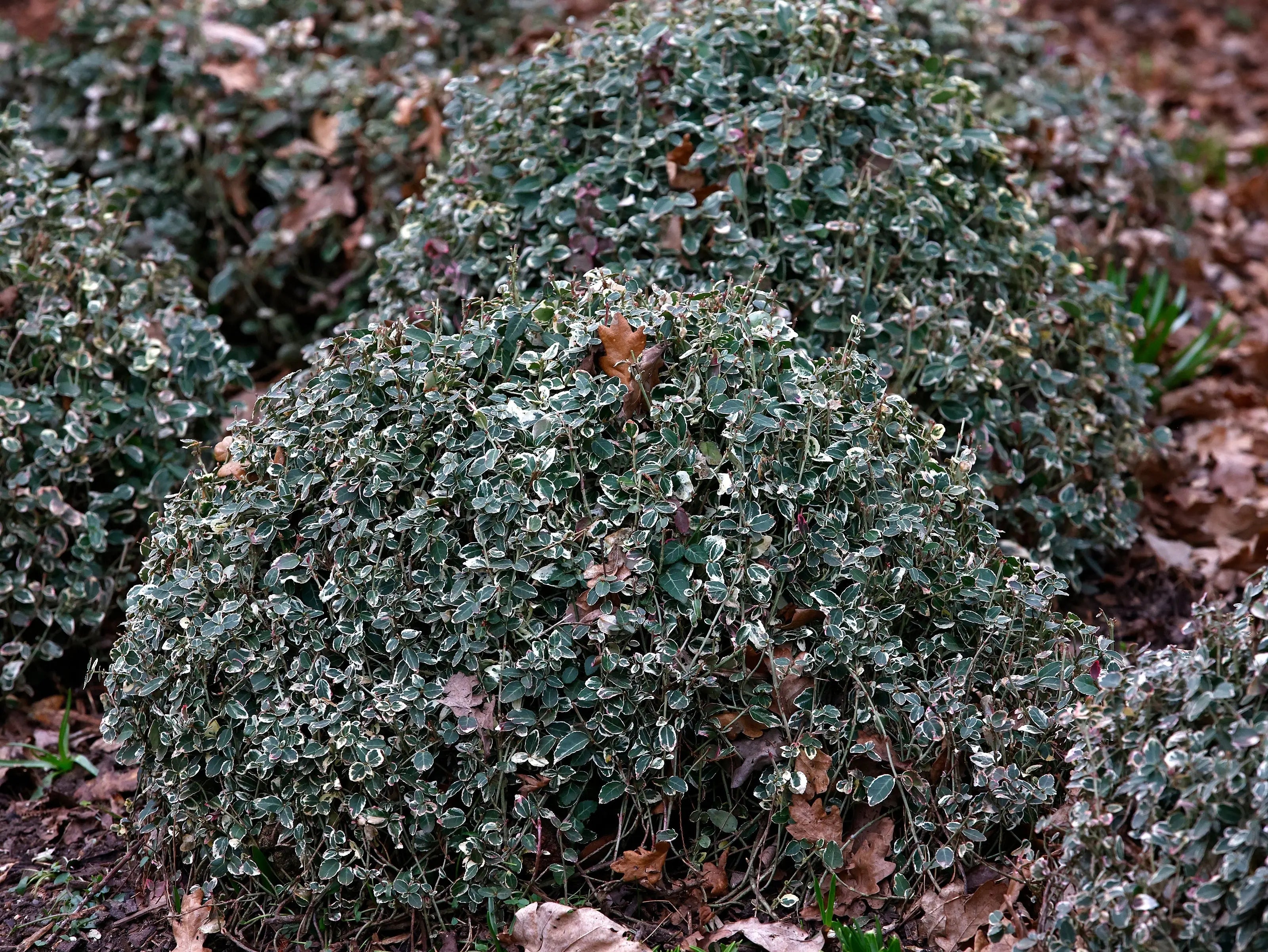 Euonymus fortunei 'Emerald'n Gaiety' – Weißbunte Kriechspindel, Staude mit grün-weißem Laub, ideal für Gartenbegrünung