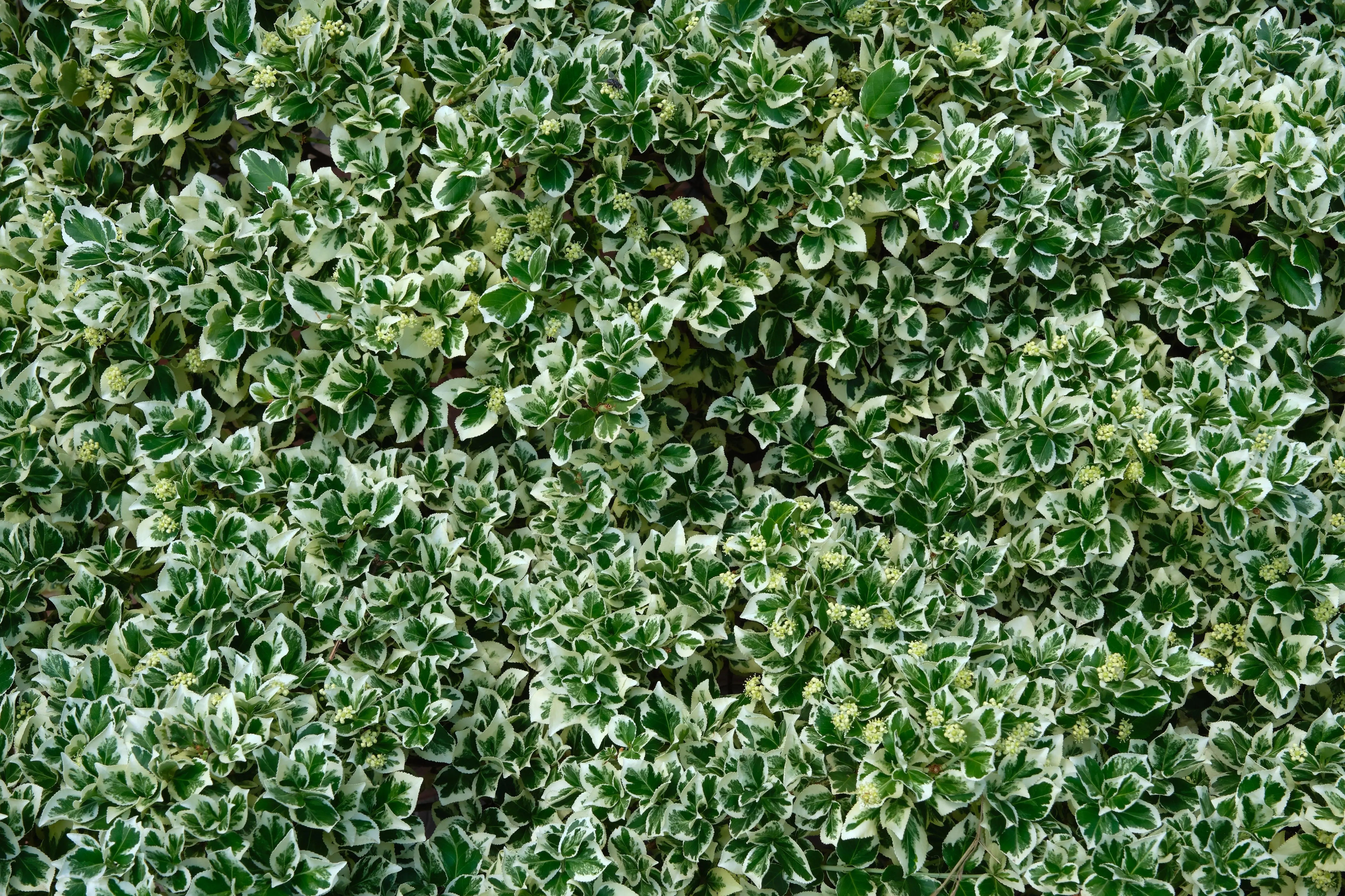 Euonymus fortunei 'Emerald'n Gaiety', weiße, bunte Kriechspindel, Staude, wächst am Boden, von Stauden Gänge.